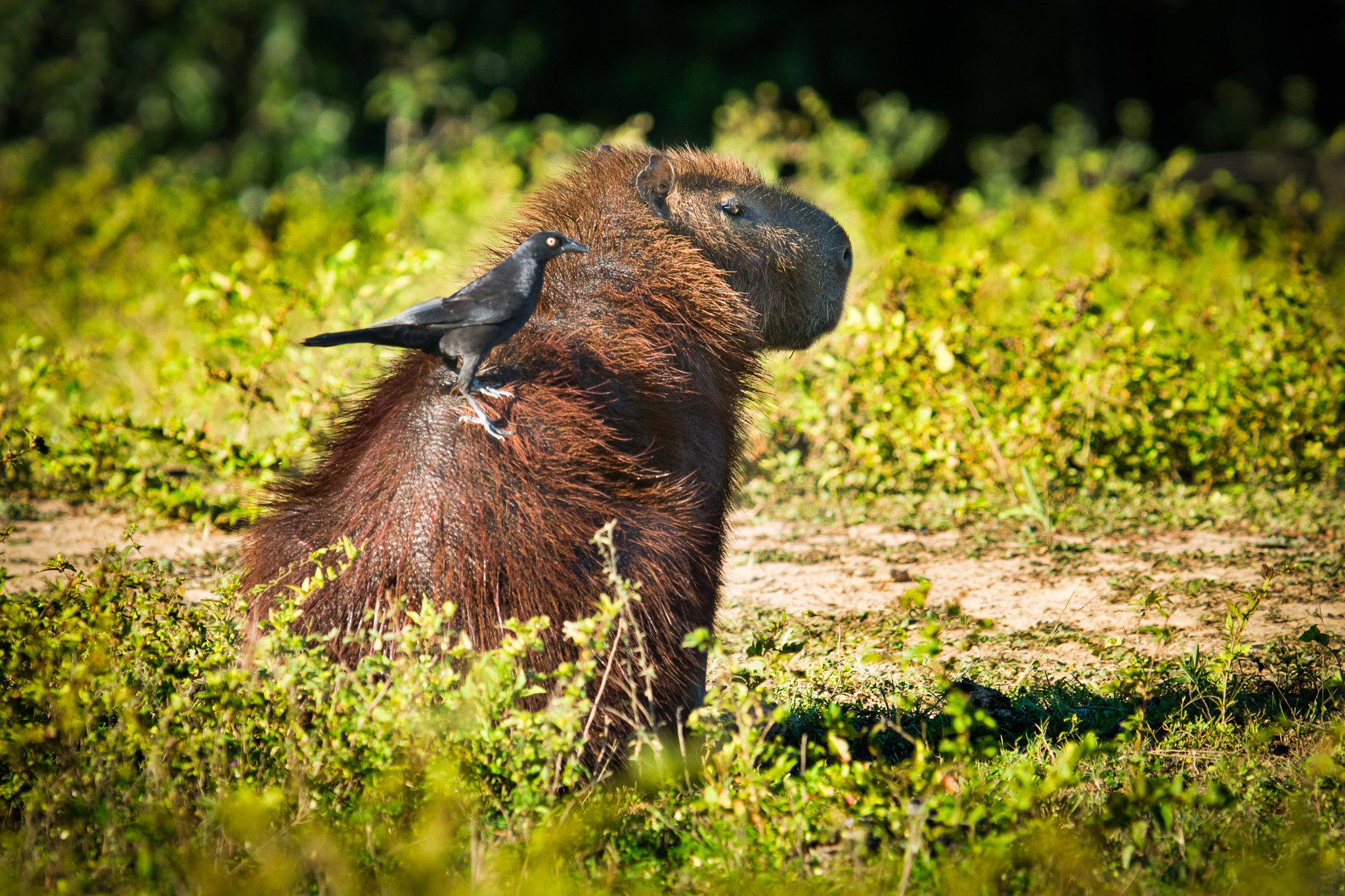 300mm F2.8 G sample photo. Capybara and her friend photography