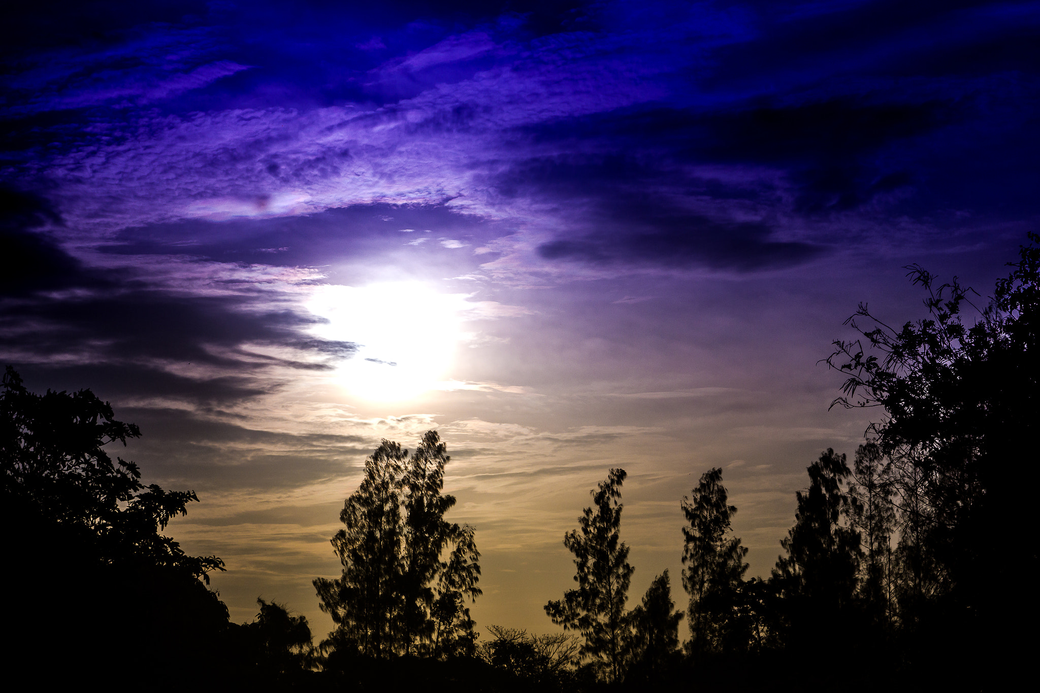 Sigma 24-60mm f/2.8 EX DG sample photo. Silhouette big tree with sunset sky background photography