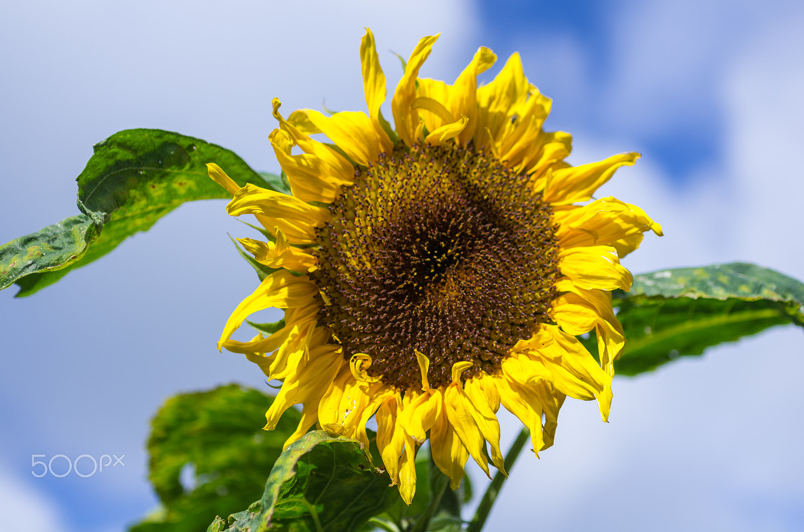 Pentax K-5 sample photo. Sunny day photography