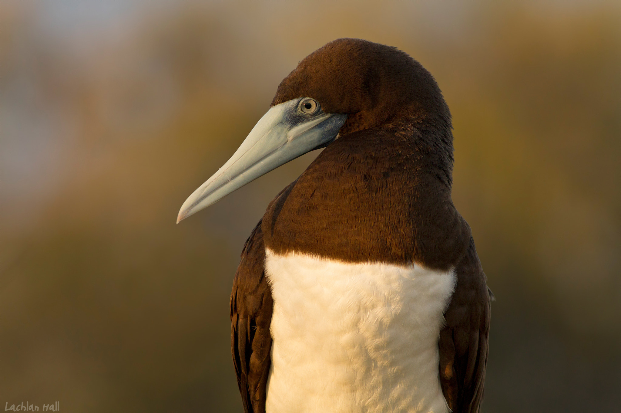 Canon EOS 7D + Canon EF 400mm F5.6L USM sample photo. Brown booby (sula leucogaster) photography