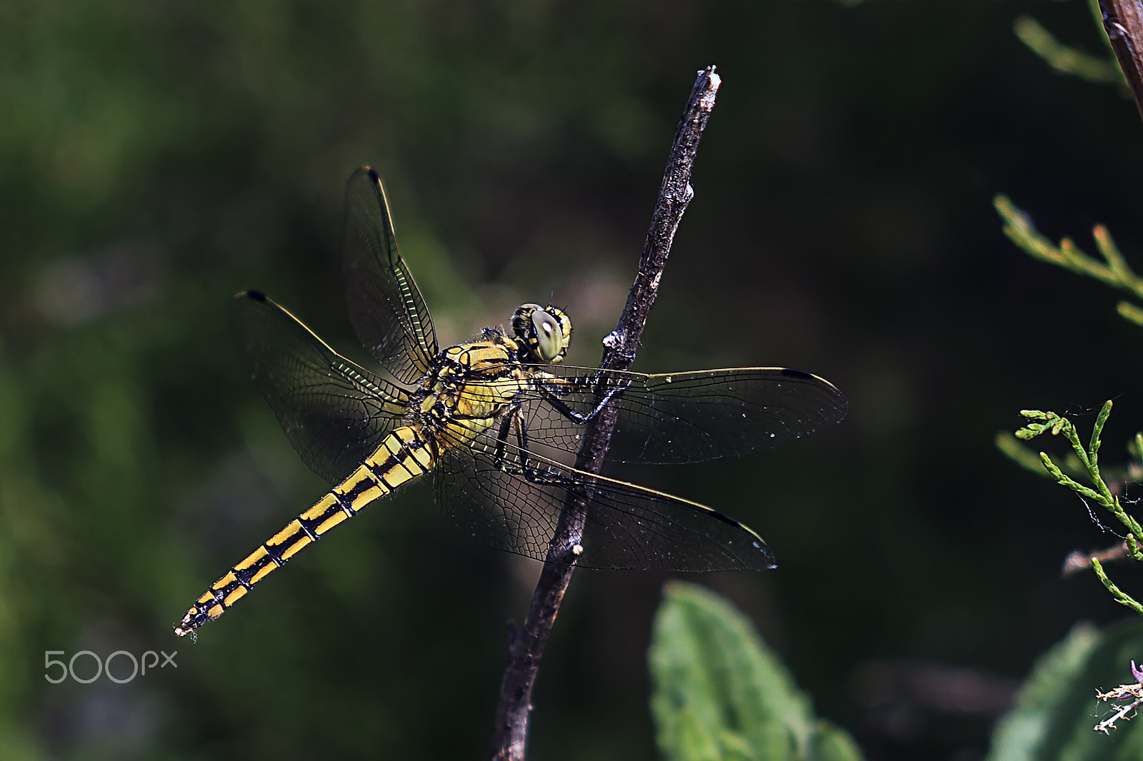Canon EF 35-350mm F3.5-5.6L USM sample photo. Acechado photography