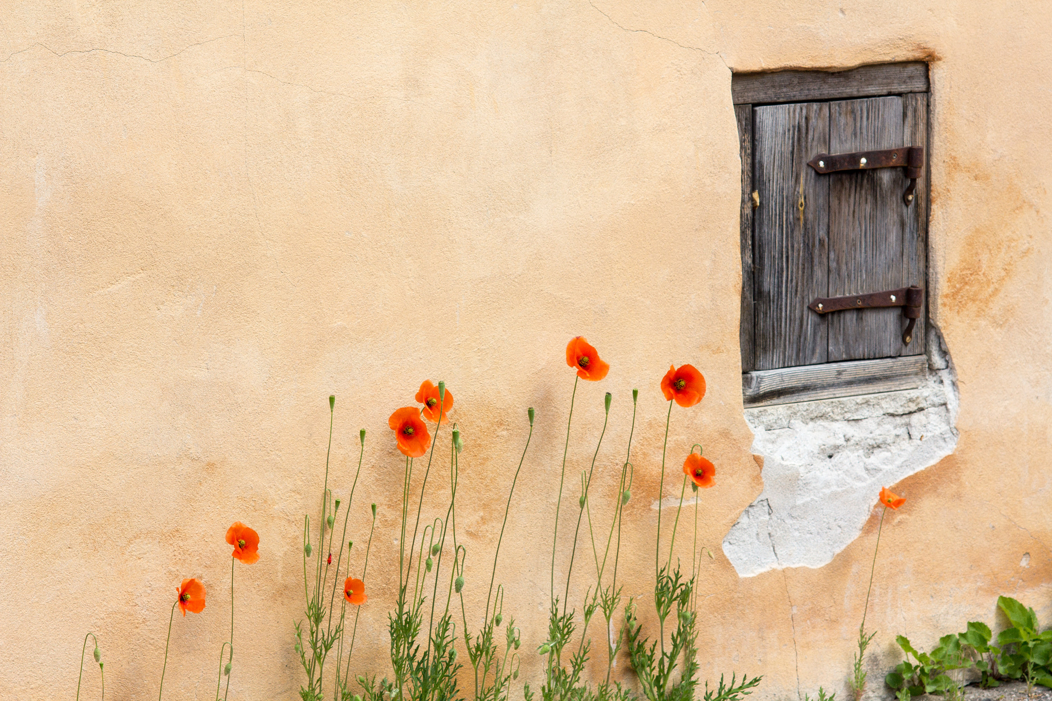 Canon EOS 60D + Canon EF 100mm F2.8 Macro USM sample photo. Wall poppies photography