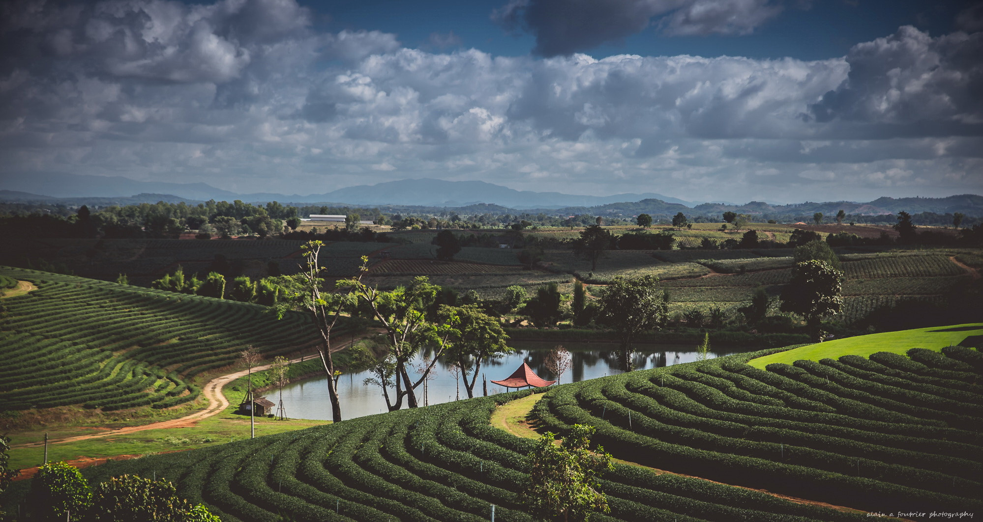 Nikon Df sample photo. Tea fields photography