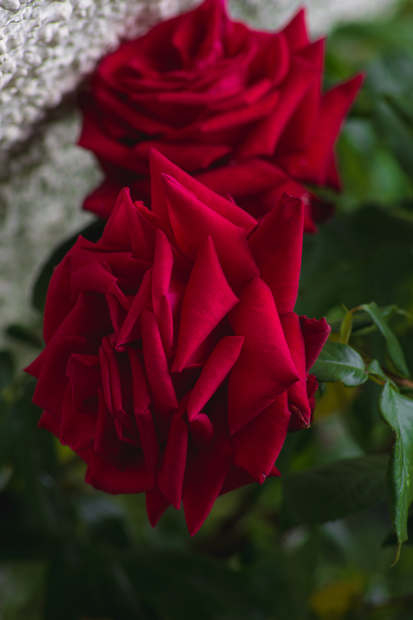 Nikon D7200 + AF Nikkor 70-210mm f/4-5.6 sample photo. Rose photography