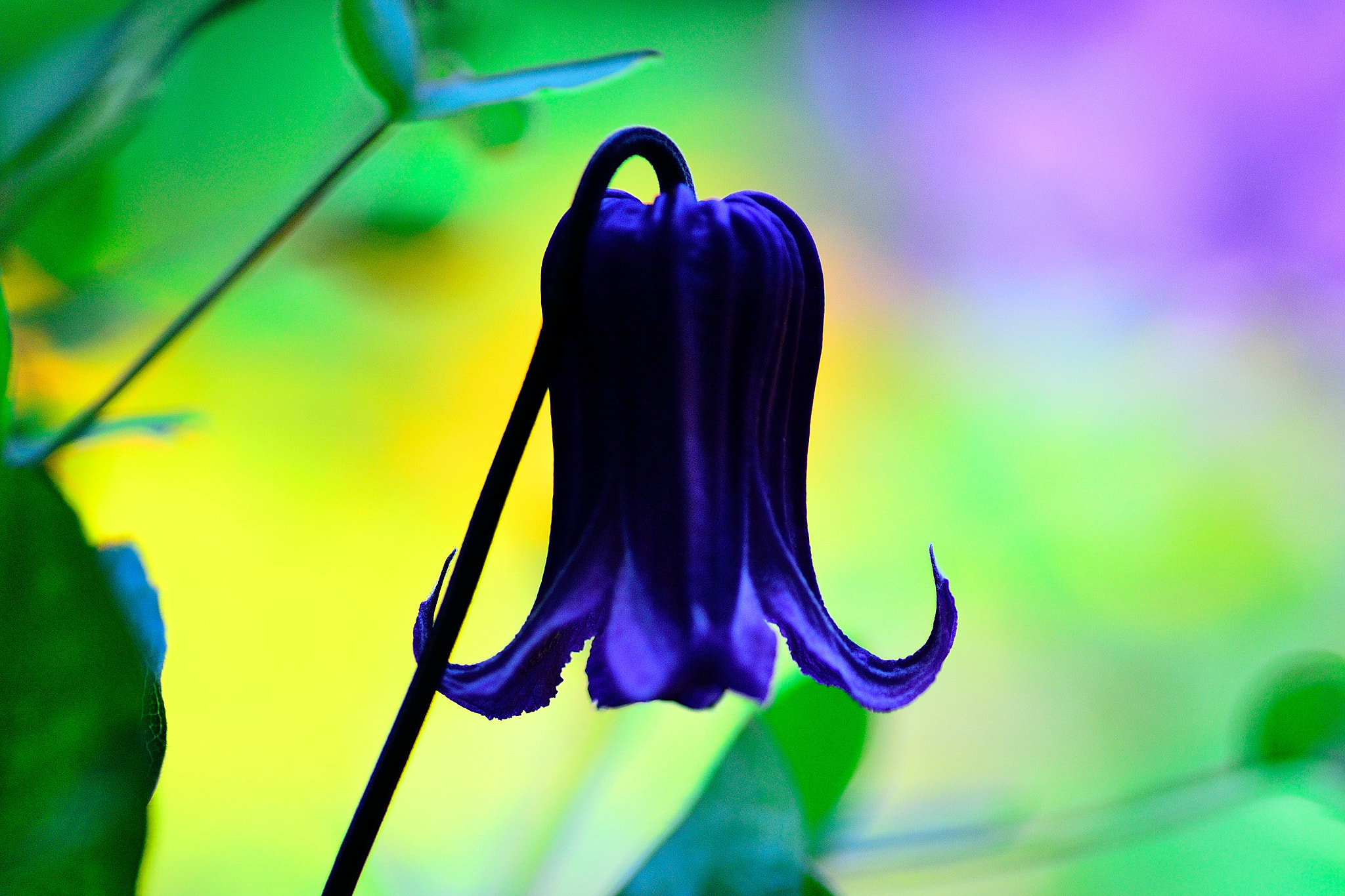 Nikon D3100 sample photo. ロウグチ photography