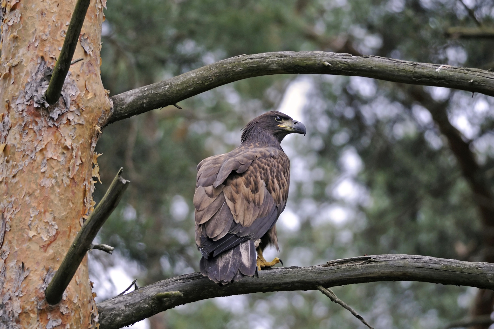 Nikon D300S sample photo. Fresh white-tailed eagle photography
