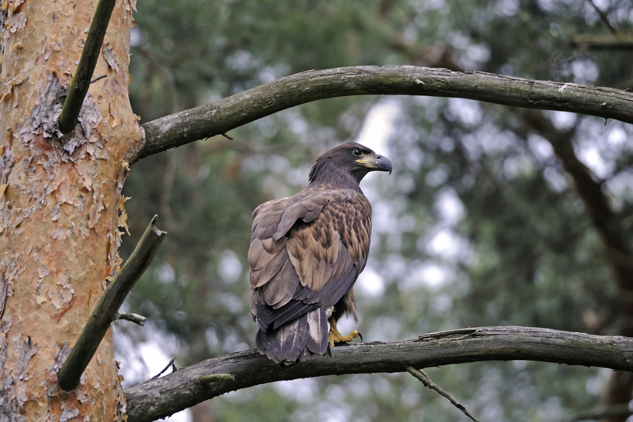 Nikon D300S + Nikon AF-S Nikkor 300mm F4D ED-IF sample photo. Fresh white-tailed eagle photography