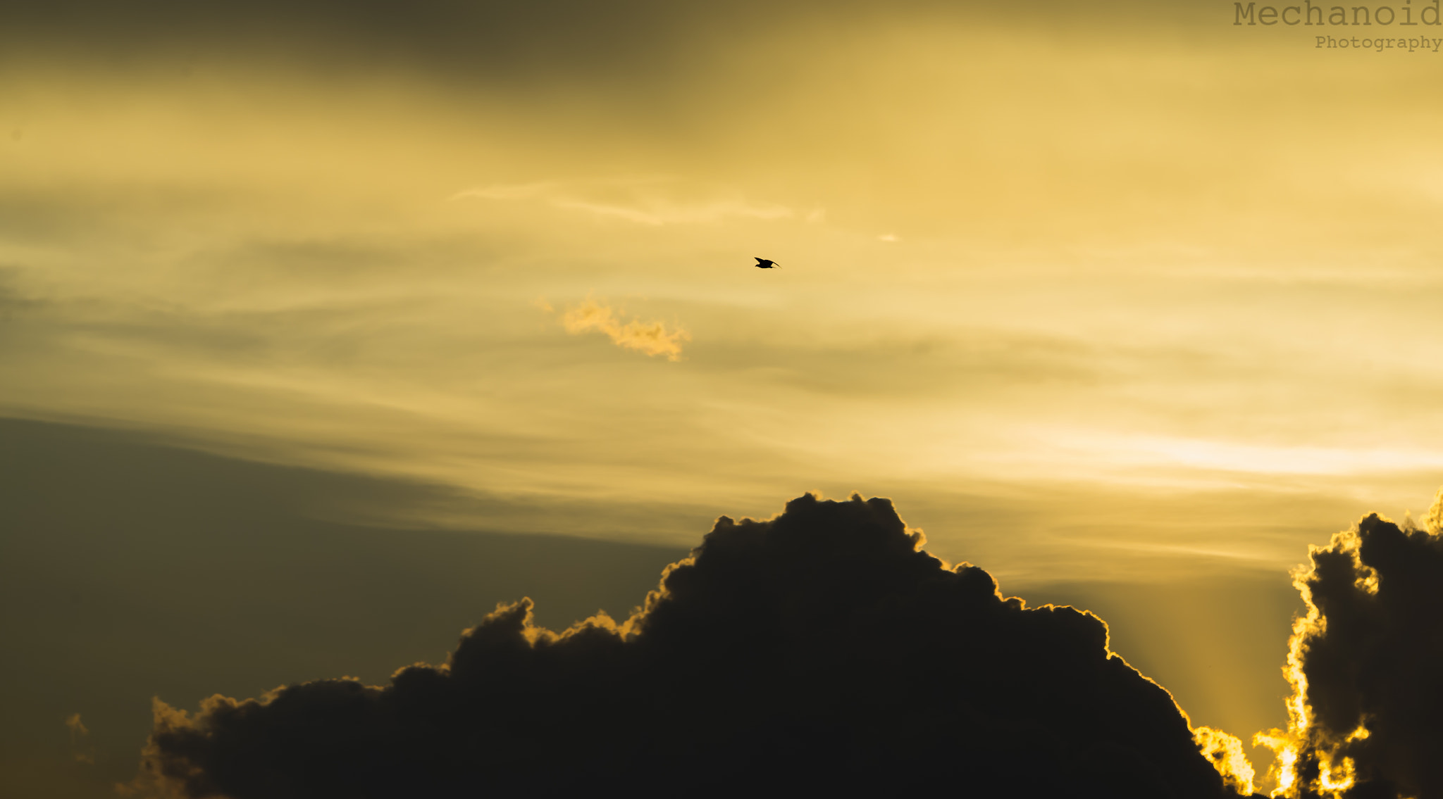 Canon EOS-1D C sample photo. Bird against the flaming sky photography