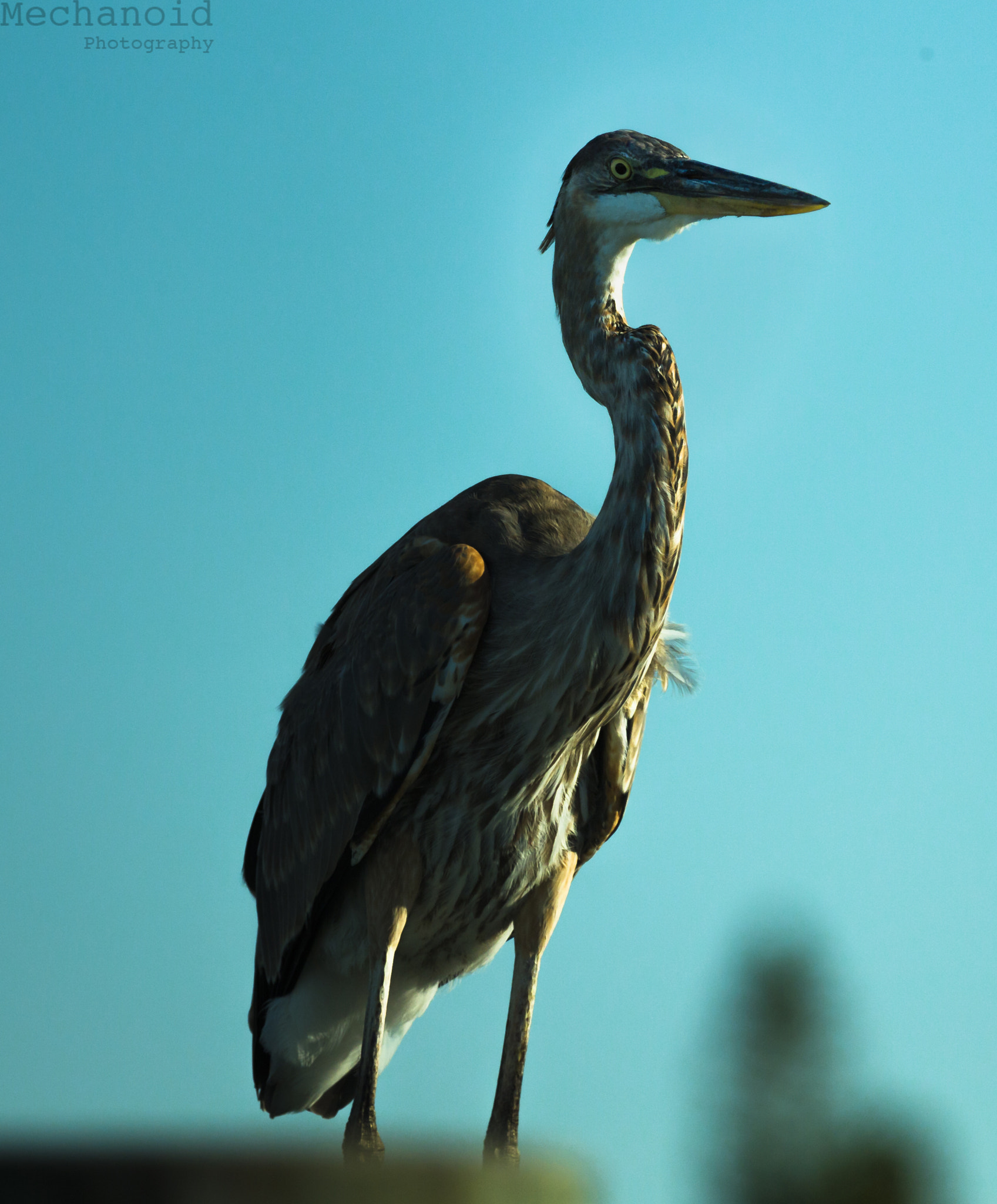 Canon EOS-1D C + Canon EF 70-200mm F2.8L IS II USM sample photo. Bird on pole photography