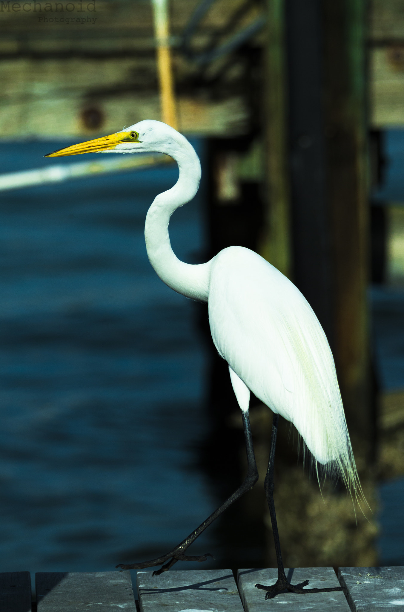 Canon EOS-1D C sample photo. White egret on pier photography