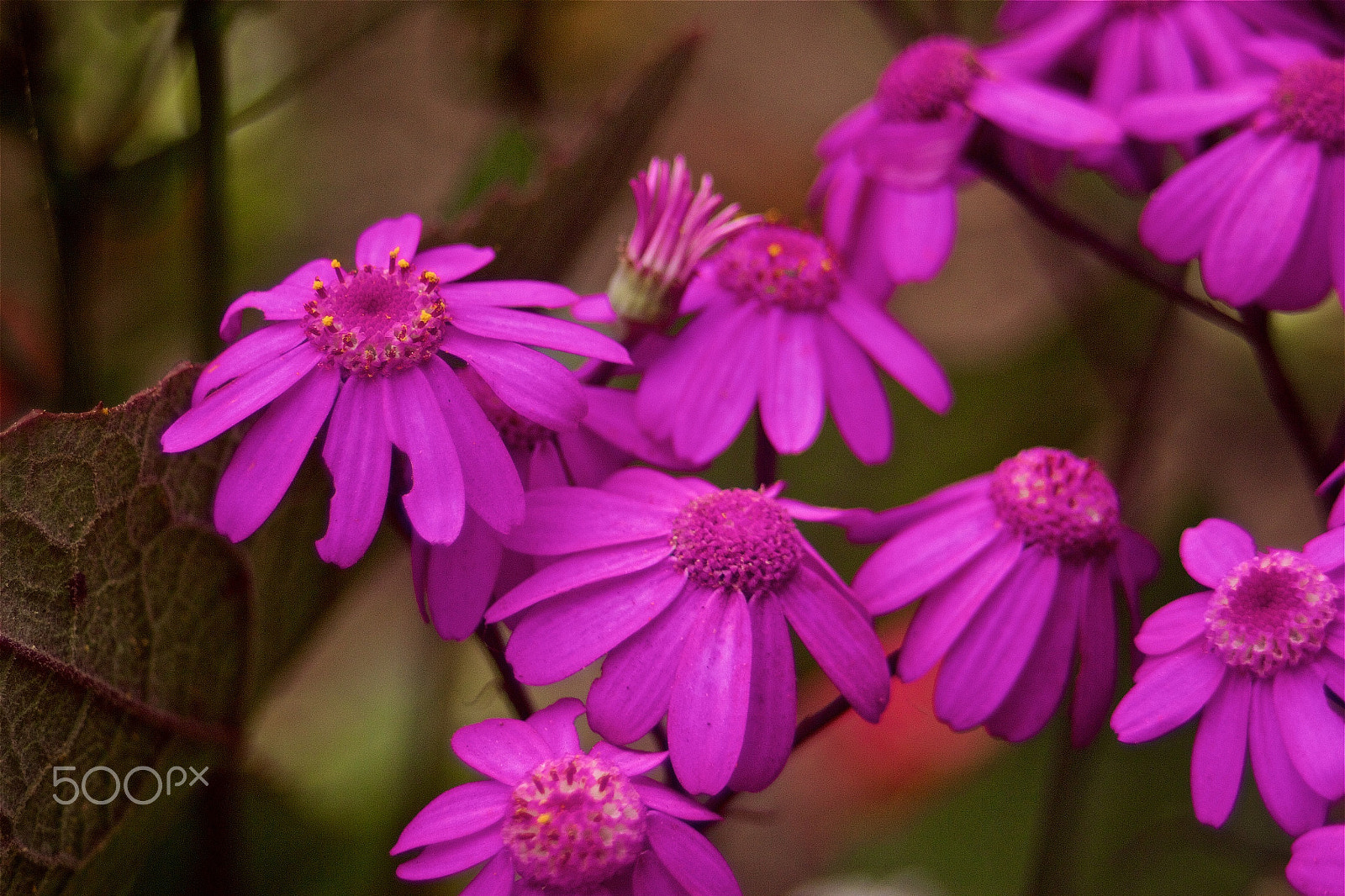 Canon EOS 600D (Rebel EOS T3i / EOS Kiss X5) sample photo. Pink ballerinas photography