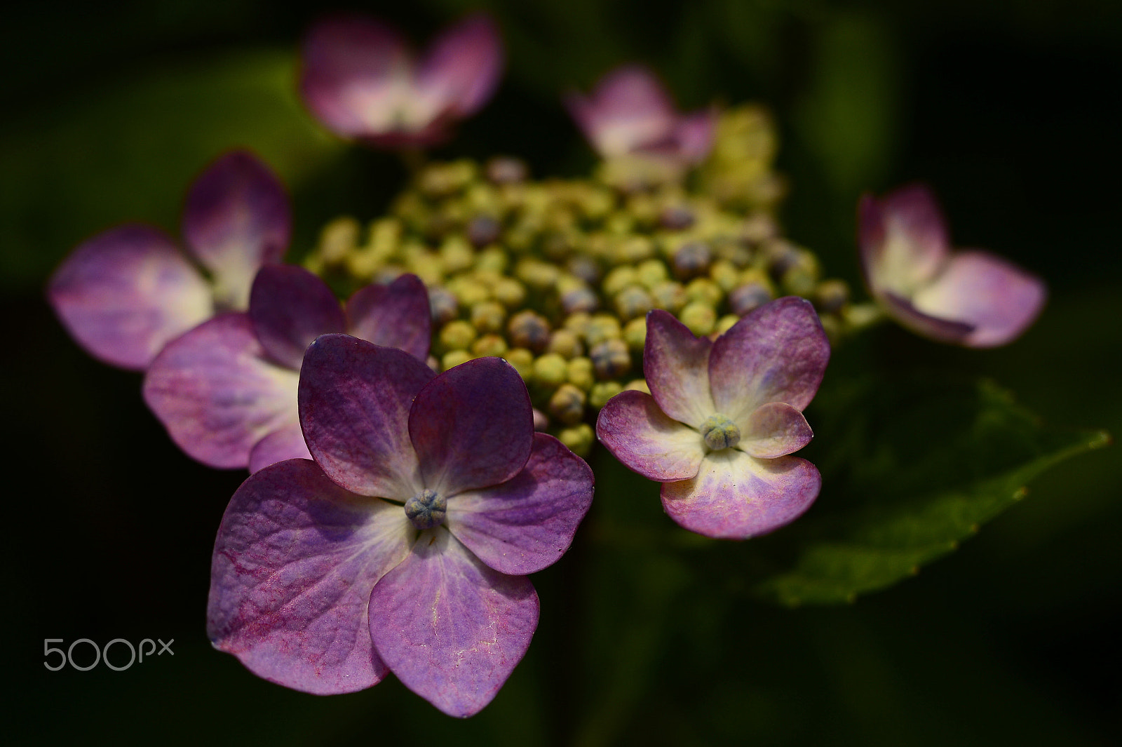 Manual Lens No CPU sample photo. Hydrangea in my balcony photography