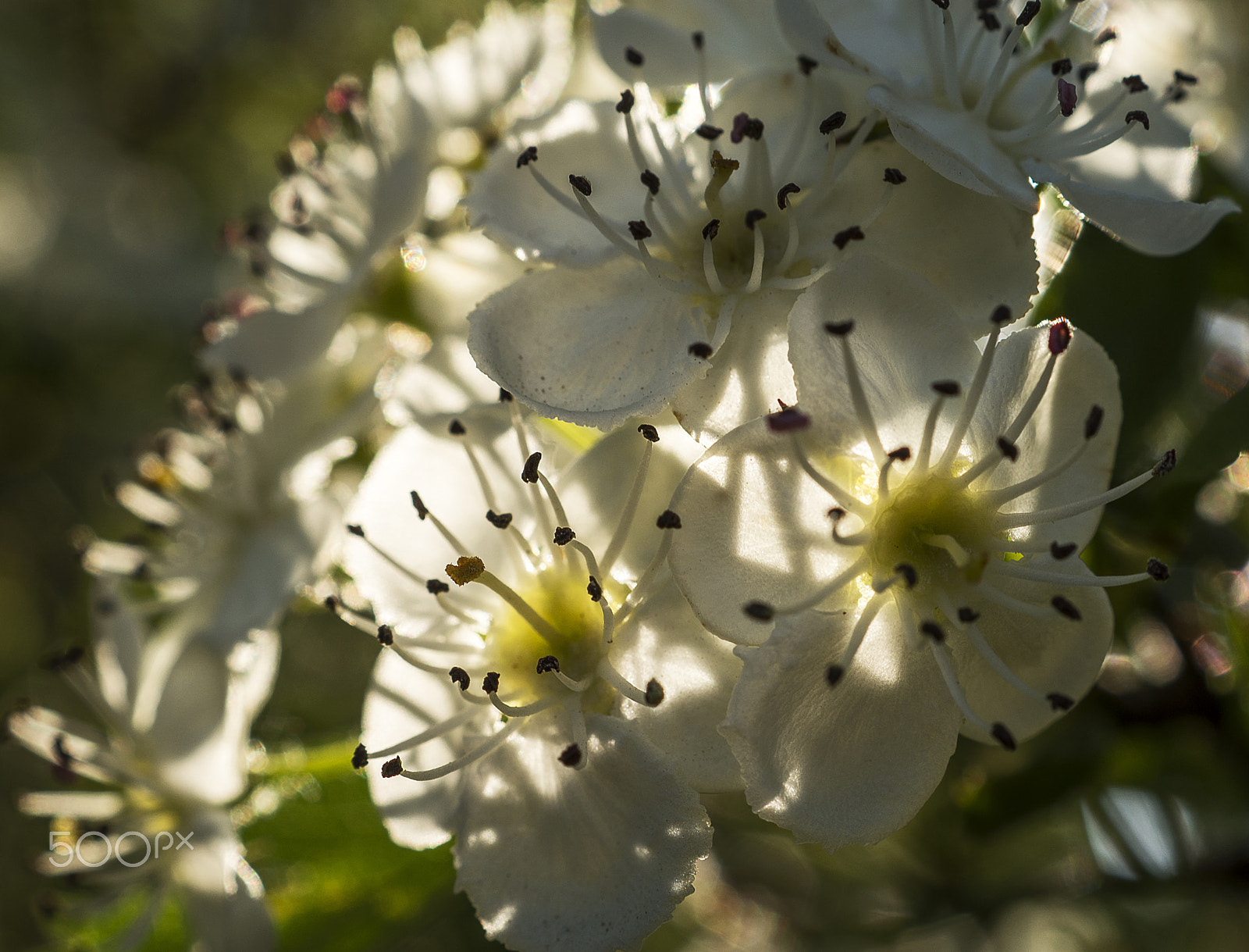 Sony DT 30mm F2.8 Macro SAM sample photo. Evening light... photography