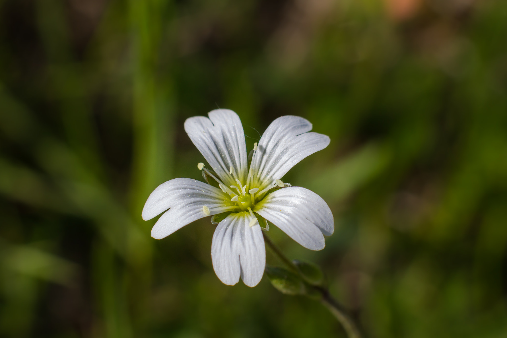 Canon EF 50mm F1.4 USM sample photo. White flower photography