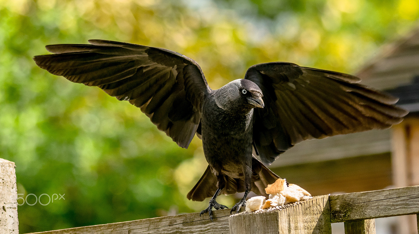 Sigma 150-500mm F5-6.3 DG OS HSM sample photo. Bird photography