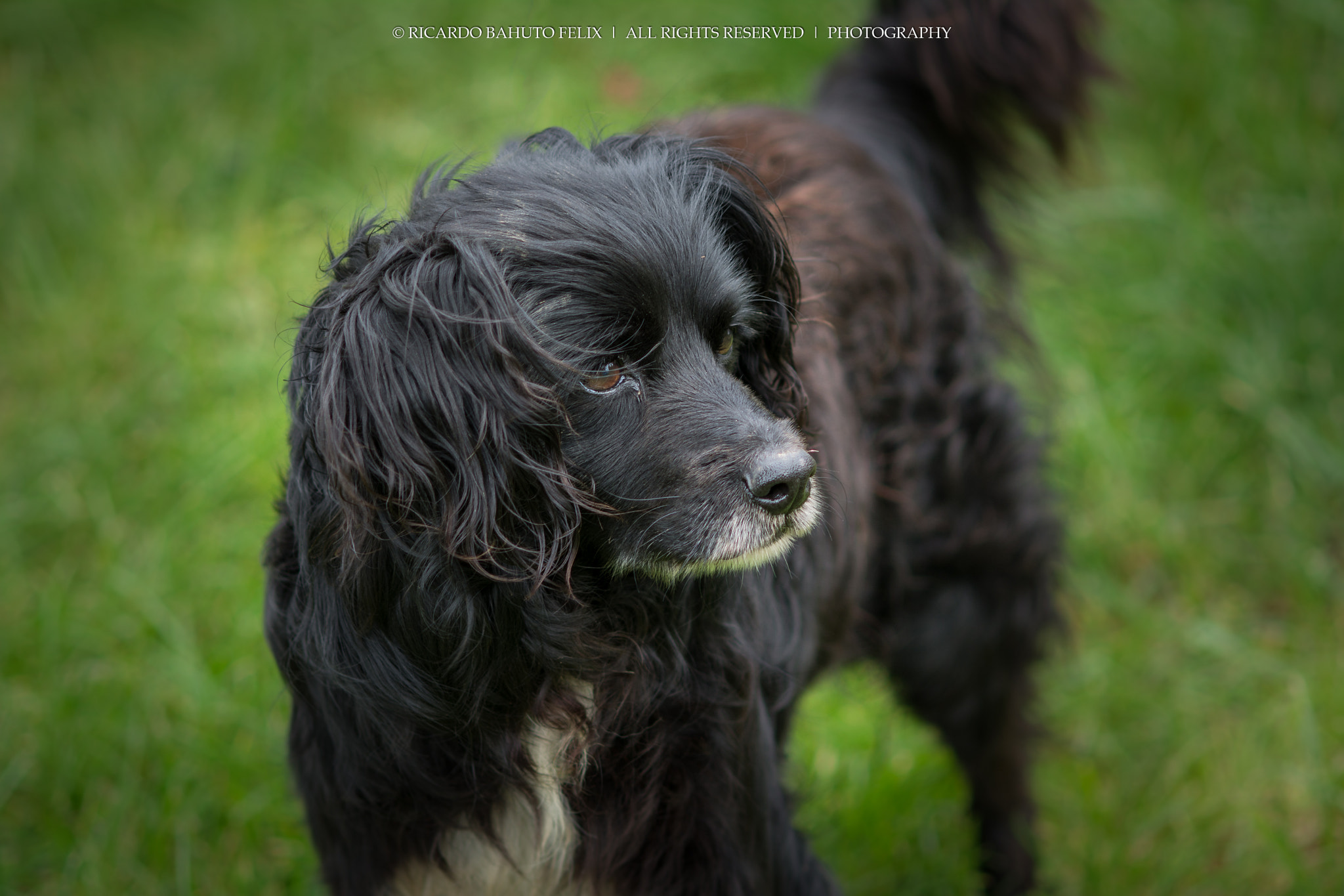 Nikon D7100 + AF Micro-Nikkor 105mm f/2.8 sample photo. My dog! photography