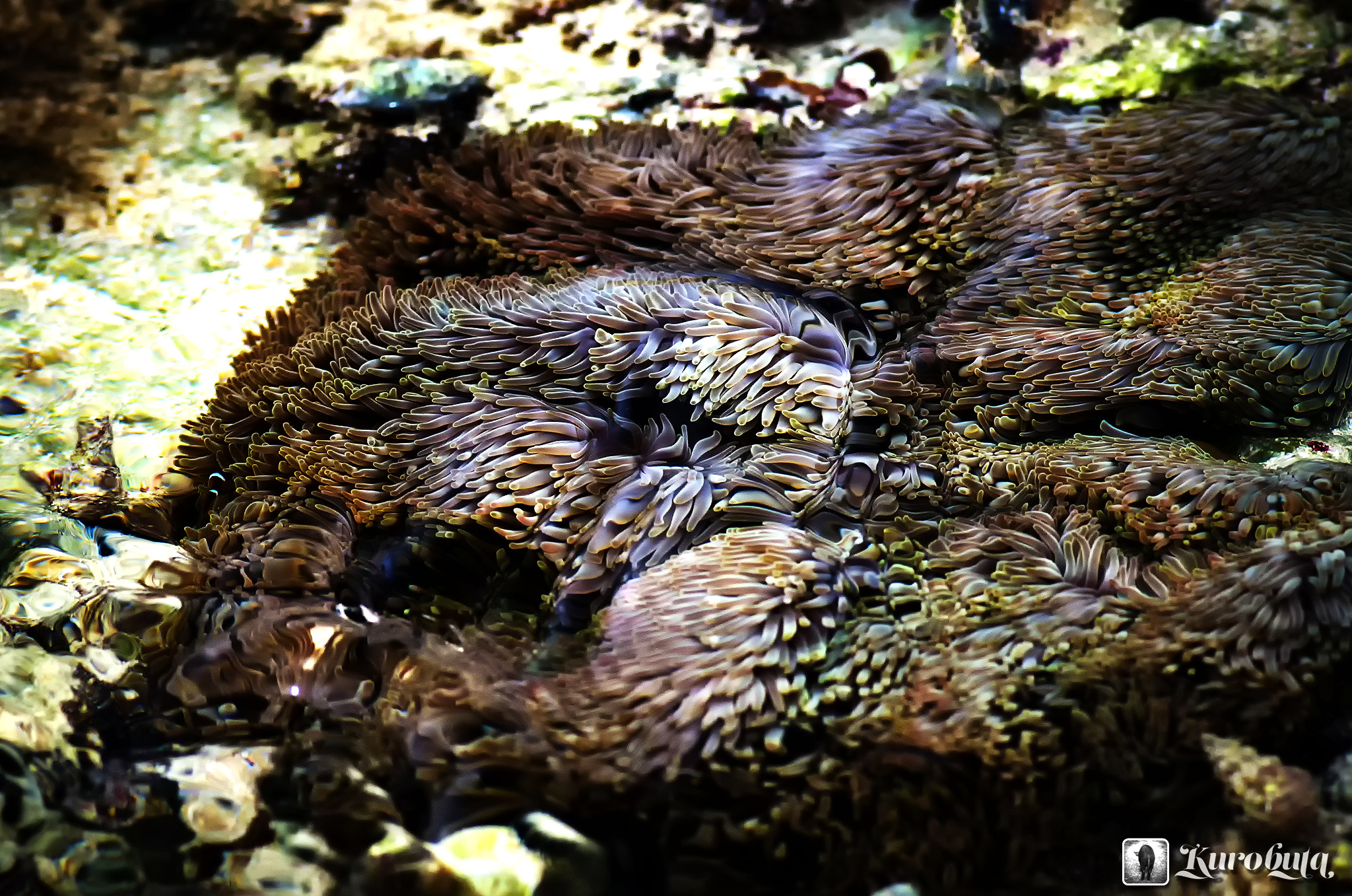 Pentax K-5 II sample photo. Sea anemone, which fluctuates with the flow photography