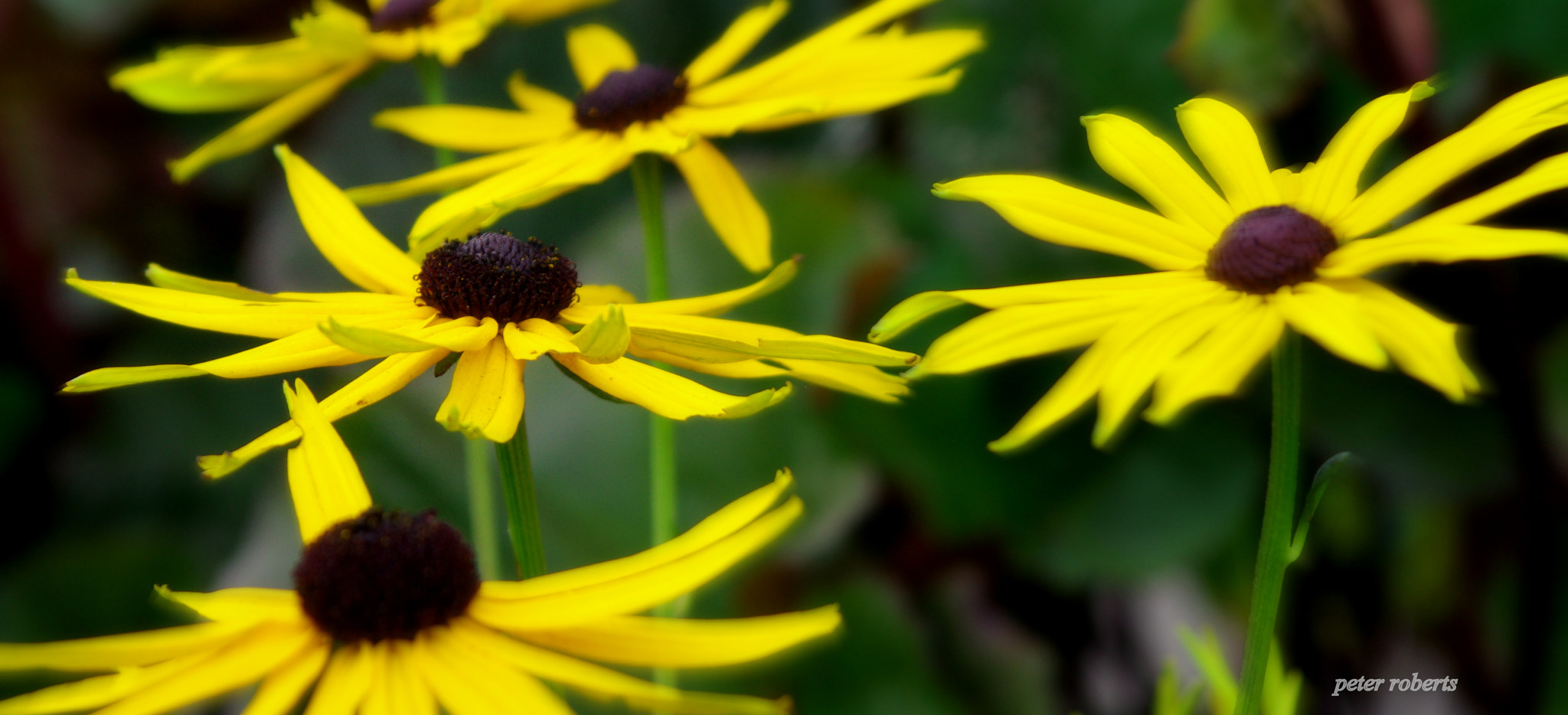 Sigma DF EX Aspherical 28-70mm F2.8 sample photo. 21468670985.jpg photography