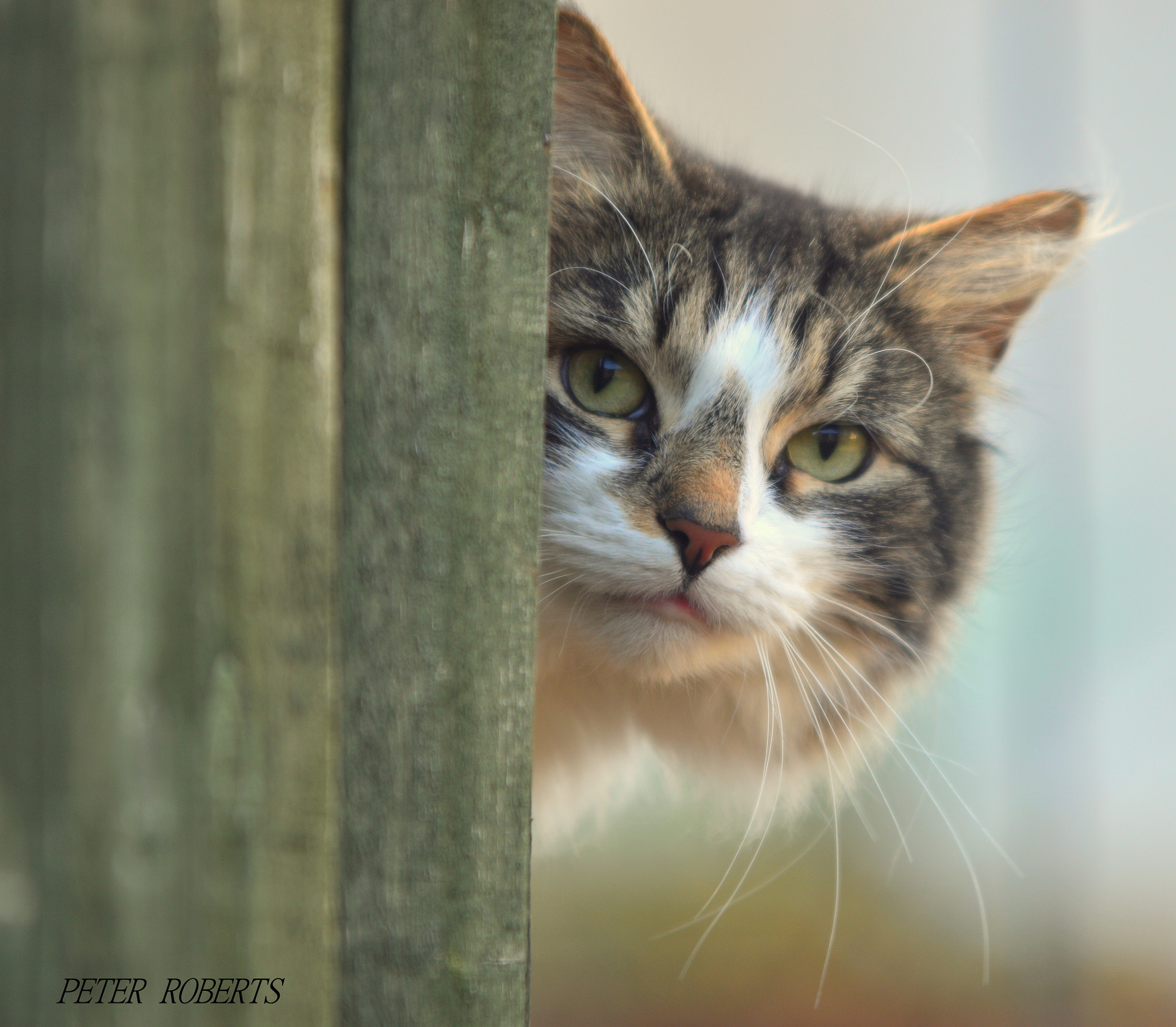 Sigma 70-200mm F2.8 EX DG OS HSM sample photo. 16548308631.jpg photography