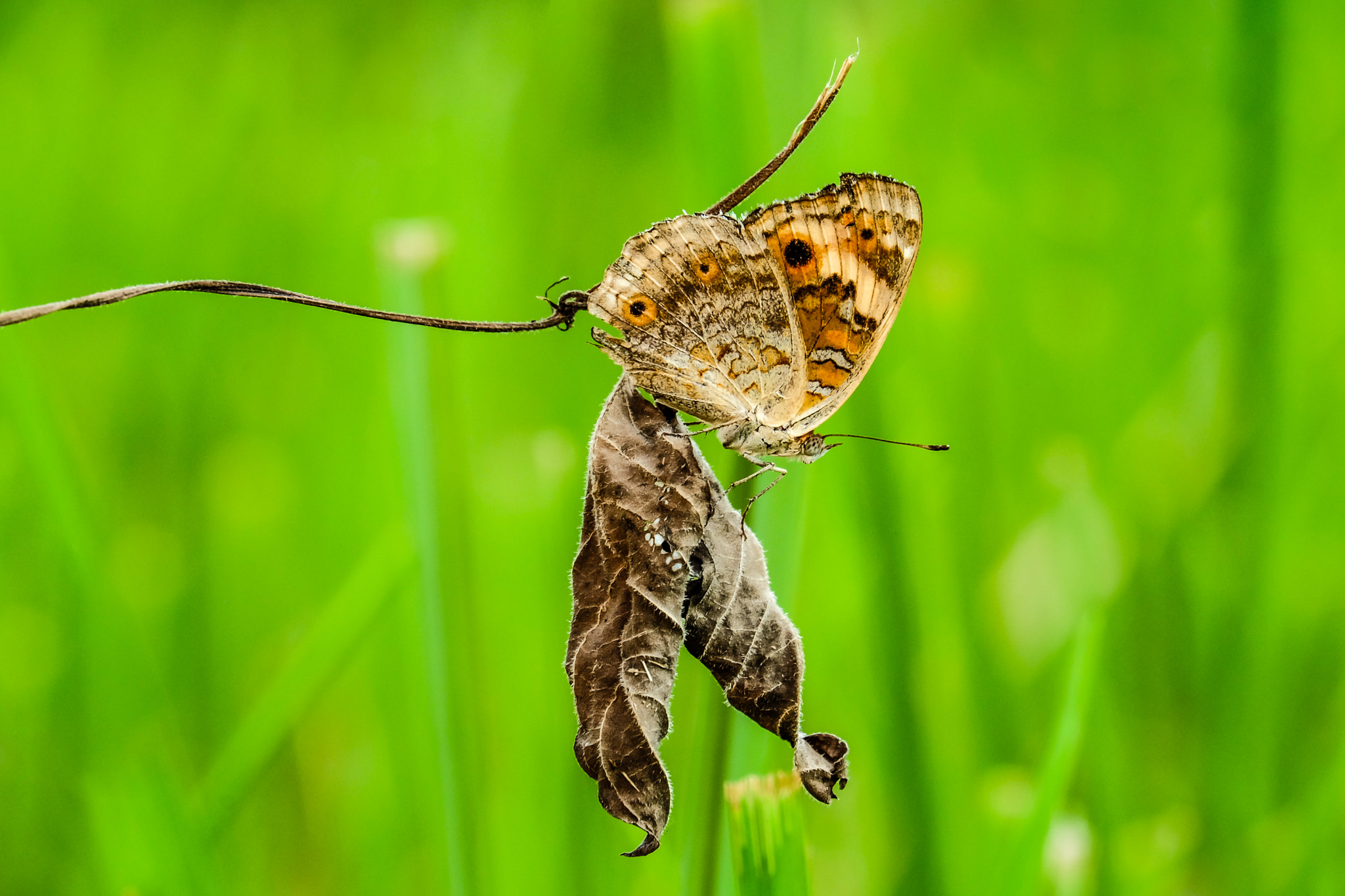 Fujifilm X-M1 + Fujifilm XC 50-230mm F4.5-6.7 OIS II sample photo. Butterfly photography