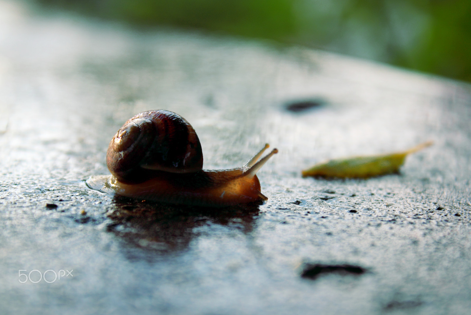 Canon EOS 500D (EOS Rebel T1i / EOS Kiss X3) + Canon EF-S 18-55mm F3.5-5.6 IS sample photo. Snail after the rain ... photography