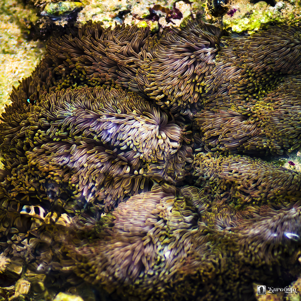 Pentax smc D-FA 100mm F2.8 Macro WR sample photo. Sea anemone, which fluctuates with the flow photography