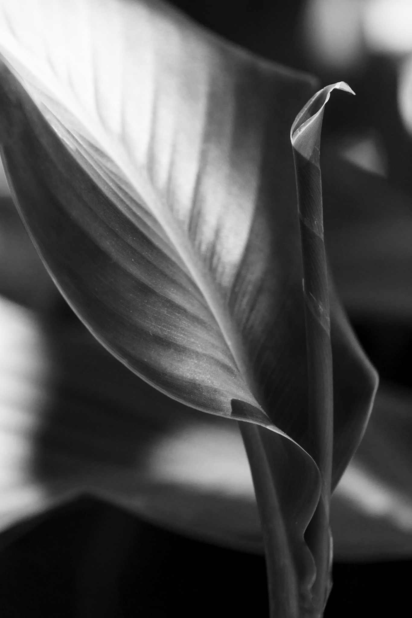 Minolta AF 70-210mm F4 Macro sample photo. Light and shadow photography