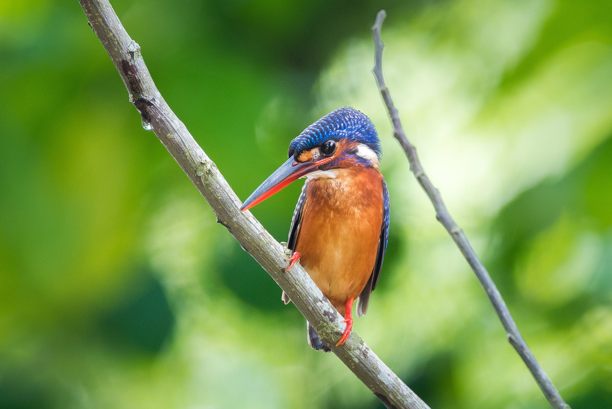 Nikon AF-S Nikkor 600mm F4E FL ED VR sample photo. Blue-eared kingfisher photography