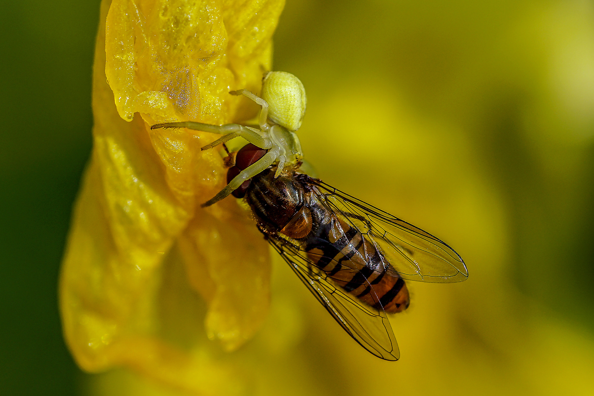 Sony SLT-A68 + Minolta AF 100mm F2.8 Macro [New] sample photo. Murder in the garden ! photography