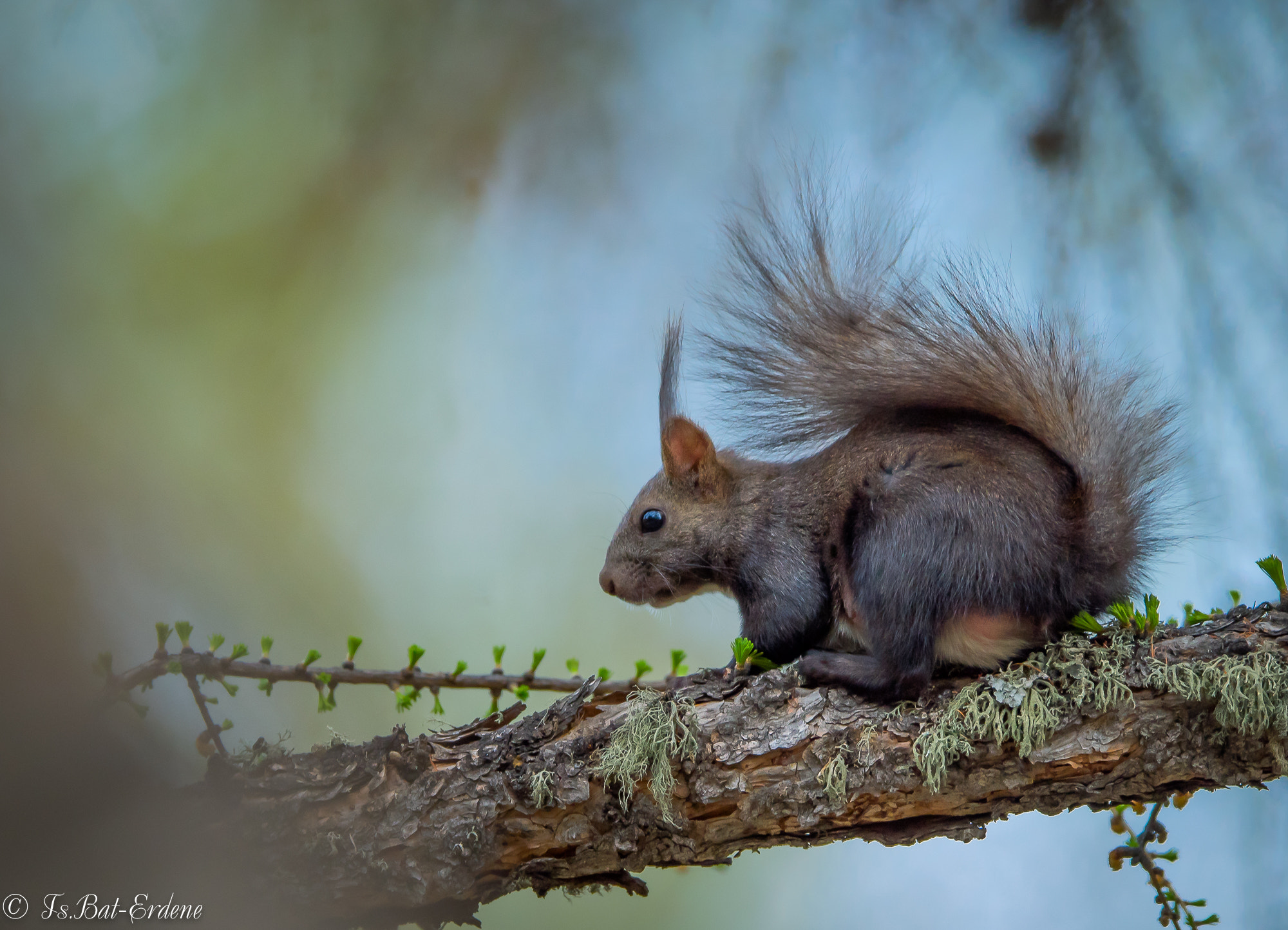 Nikon AF-S Nikkor 600mm F4E FL ED VR sample photo. Tsbat photography