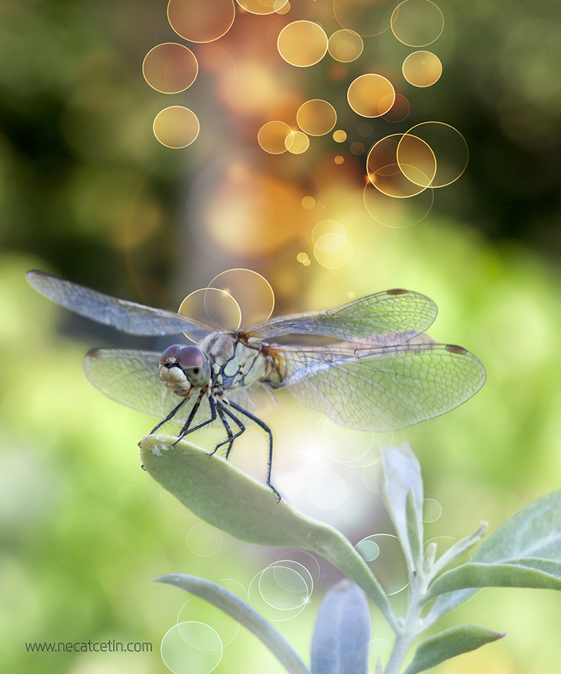 Canon EF 100mm F2.8 Macro USM sample photo. Dragonfly photography