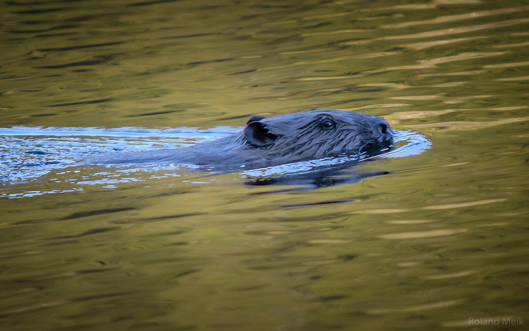 Sigma 70-200mm F2.8 EX DG Macro HSM II sample photo. Beaver photography
