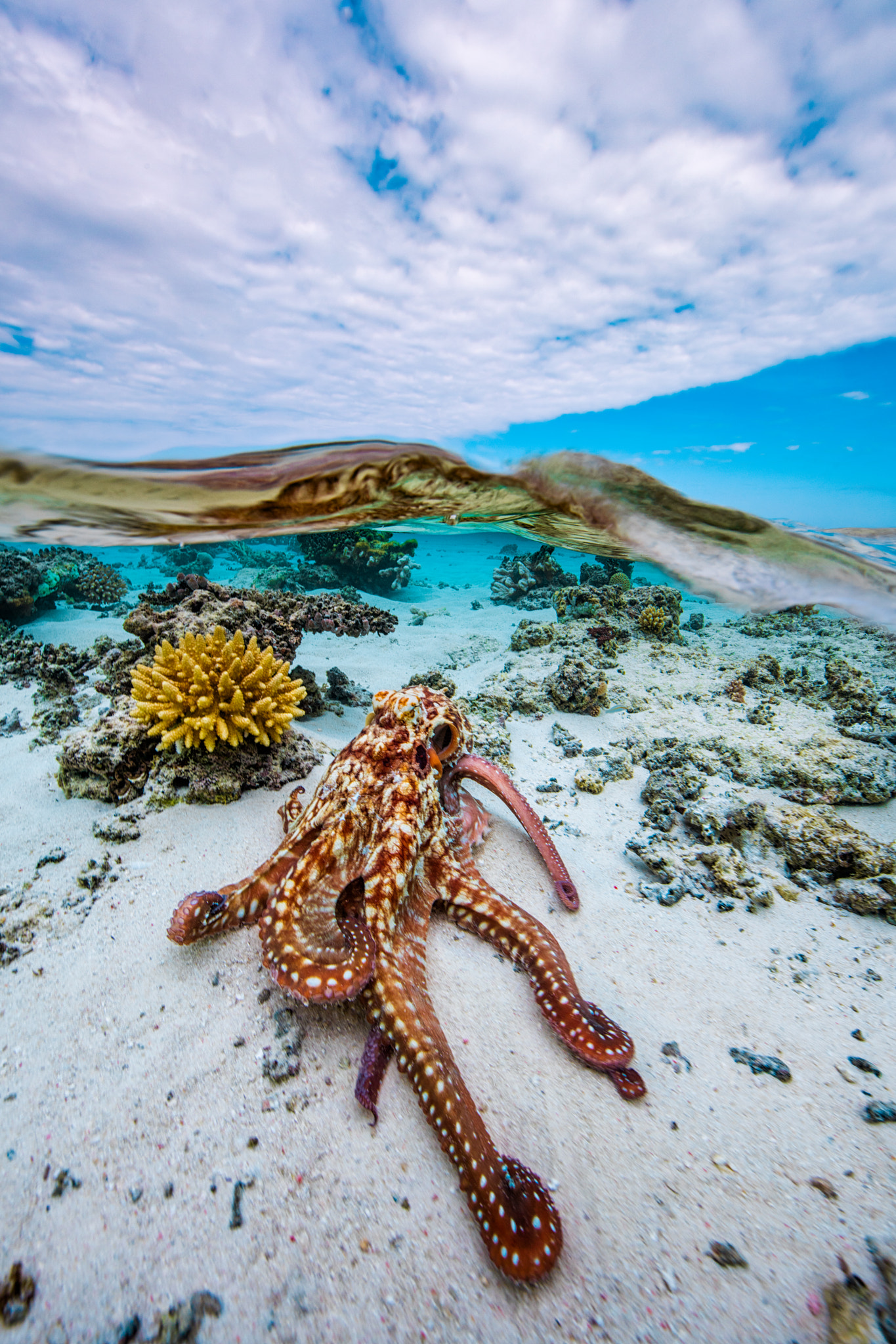 Canon EF 14mm F2.8L II USM sample photo. Mid air mid octopus photography