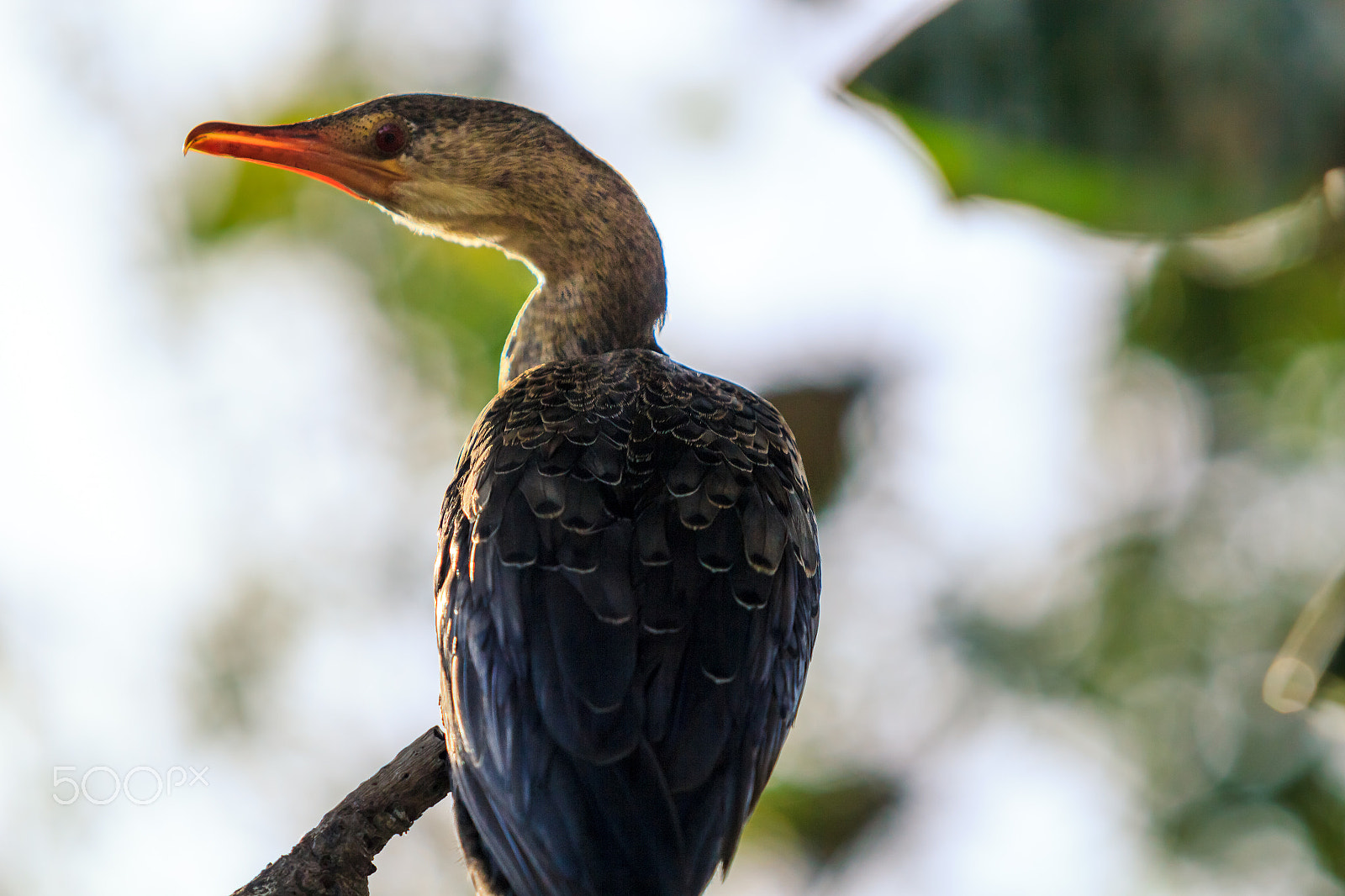 Canon EF 70-200mm F2.8L USM sample photo. Comorant photography