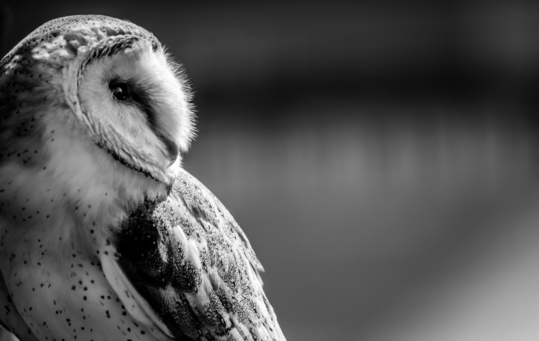 smc PENTAX-FA 100-300mm F4.7-5.8 sample photo. Barn owl photography