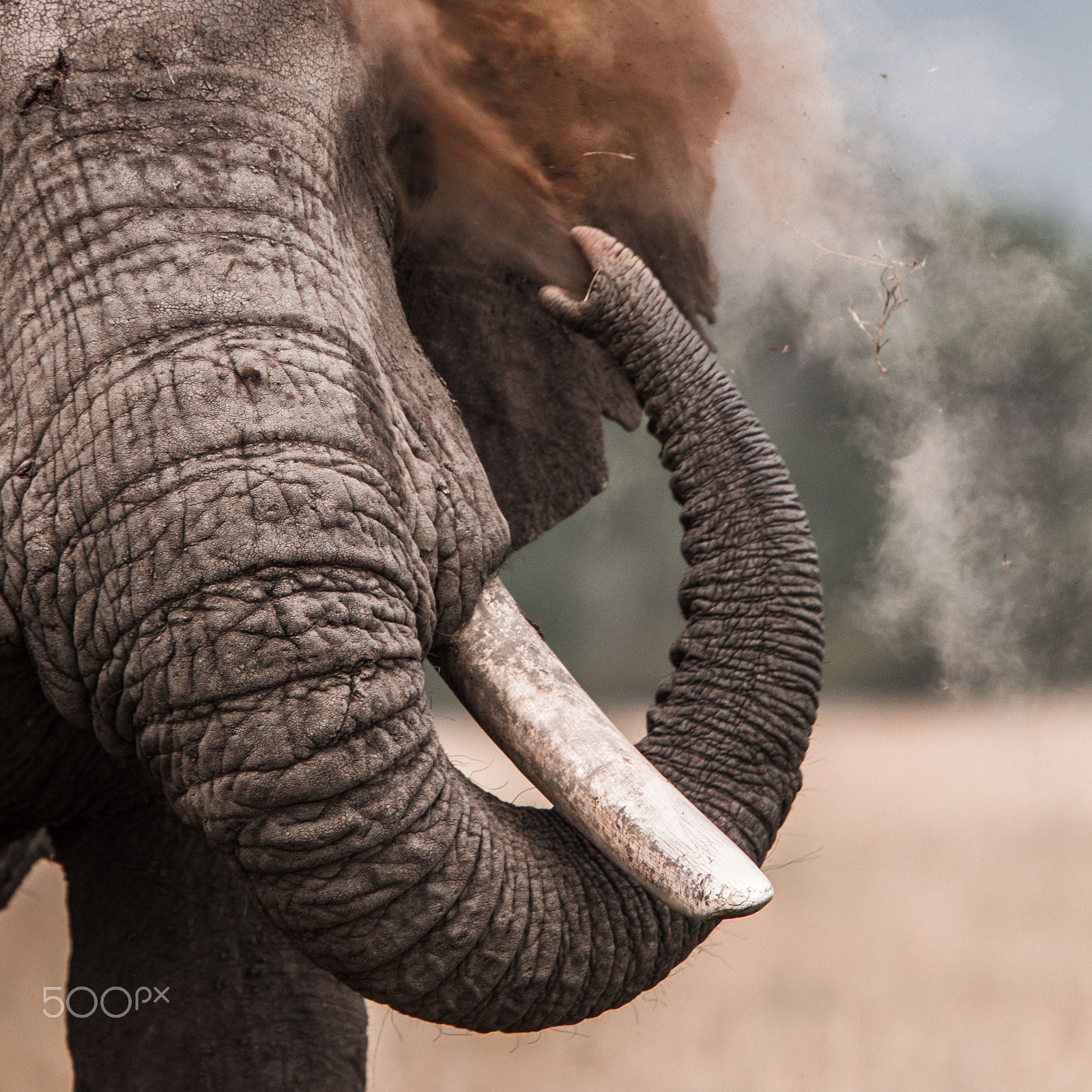 Canon EF 300mm F2.8L IS USM sample photo. The breath of the elephant photography