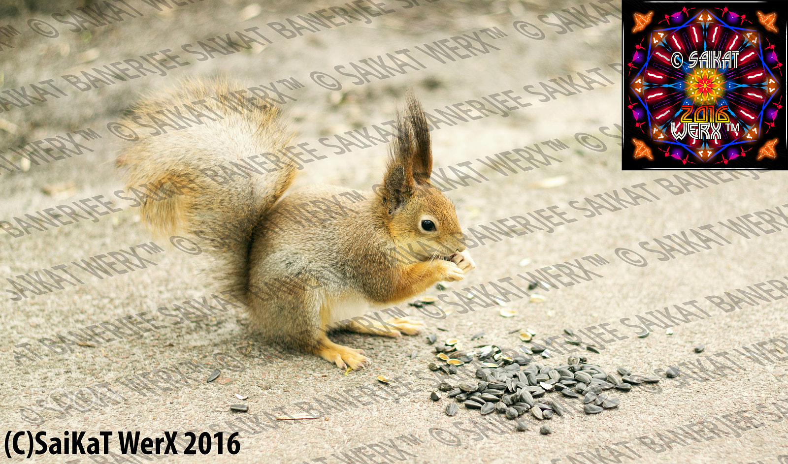 Canon EOS 80D + Canon EF 50mm F1.8 II sample photo. Cute squirrel photography