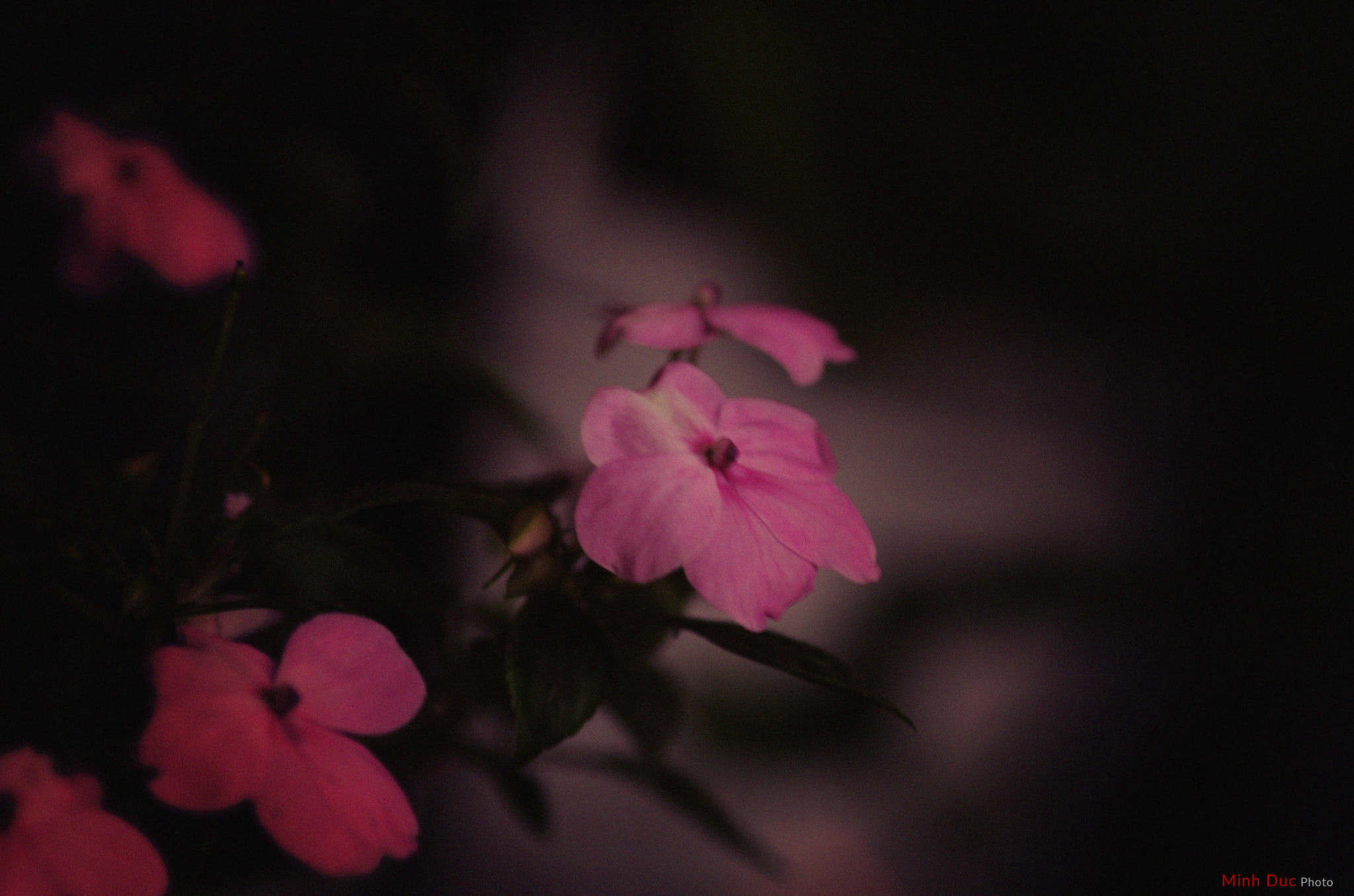 smc PENTAX-FA Macro 100mm F2.8 sample photo. Flower photography