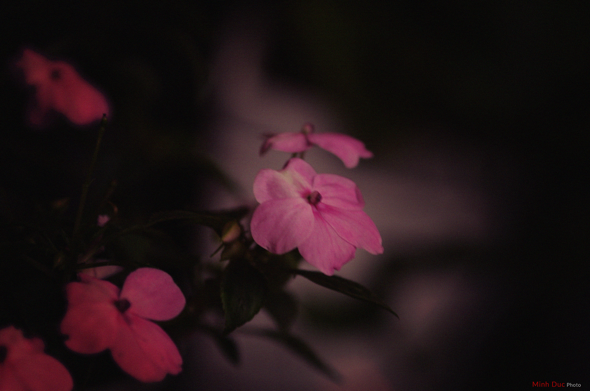 Pentax K-5 + smc PENTAX-FA Macro 100mm F2.8 sample photo. Flower photography