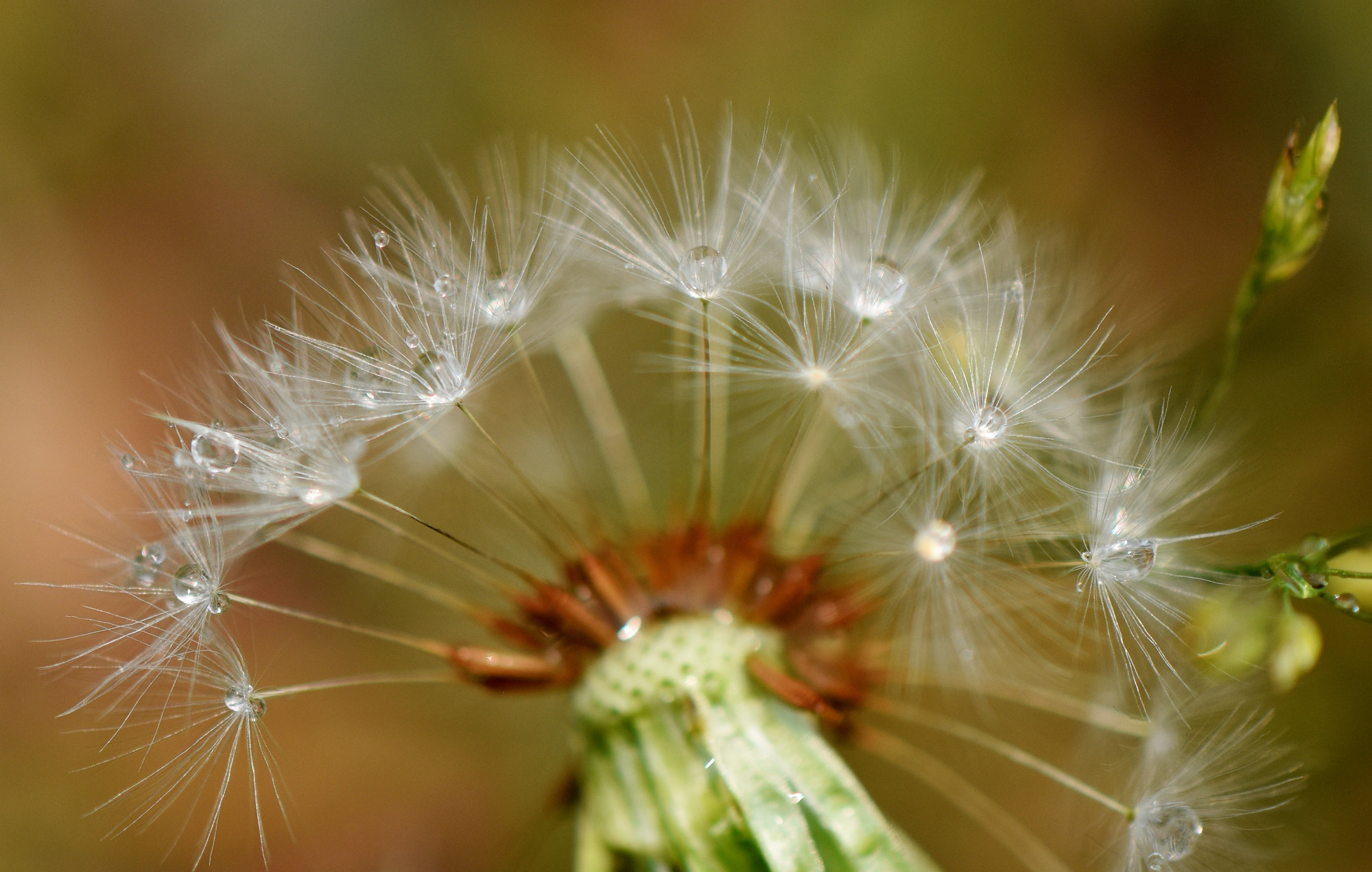Nikon AF-S DX Micro-Nikkor 85mm F3.5G ED VR sample photo. Dandelion and water droplets photography