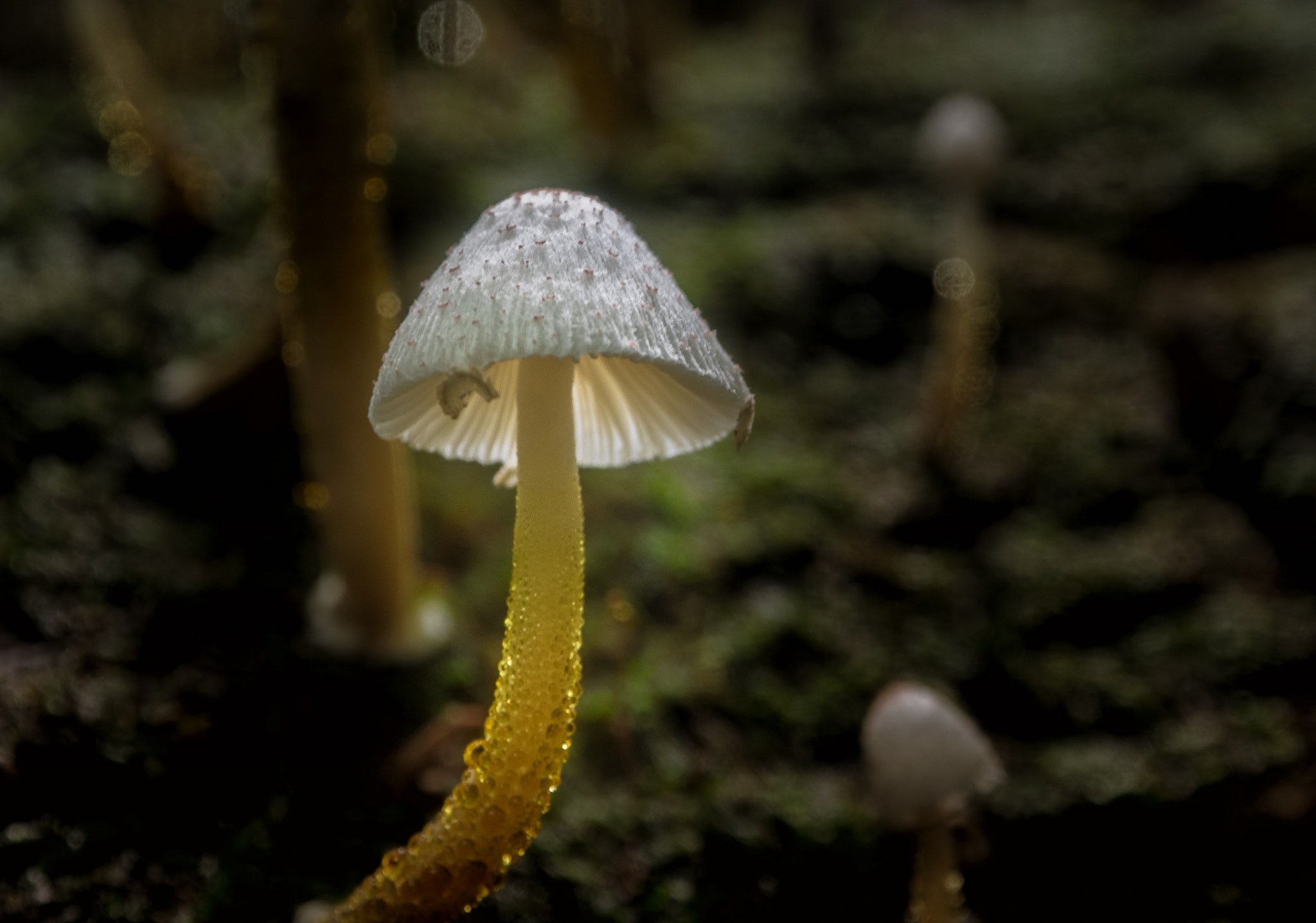 Olympus OM-D E-M1 + OLYMPUS M.12-50mm F3.5-6.3 sample photo. Tropical fungi photography