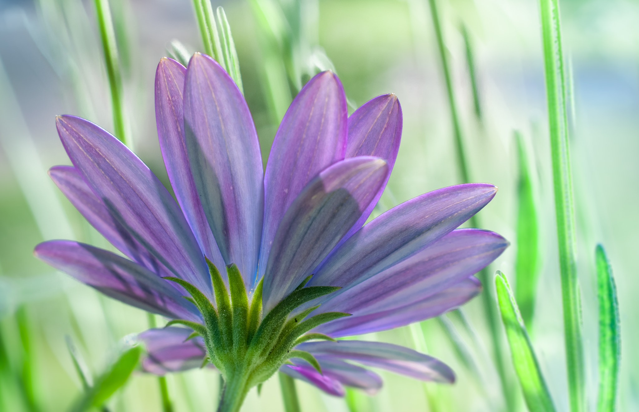 Nikon AF-S DX Micro Nikkor 40mm F2.8 sample photo. Daisy behind lavender photography