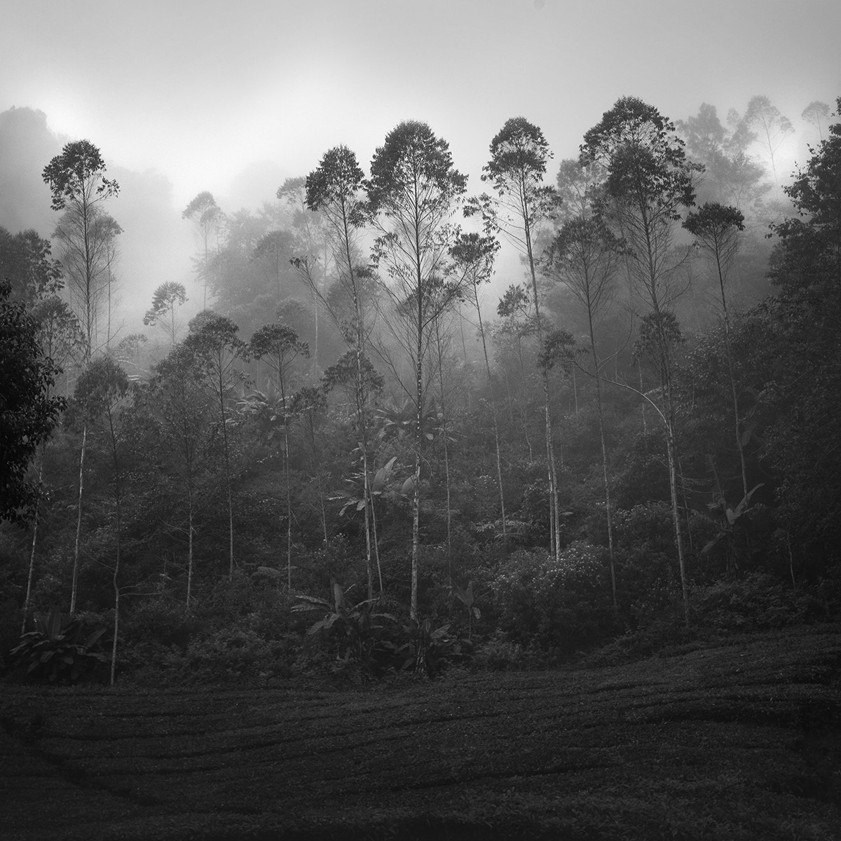 Sony a7 II + Canon EF 16-35mm F2.8L II USM sample photo. Mist forest photography