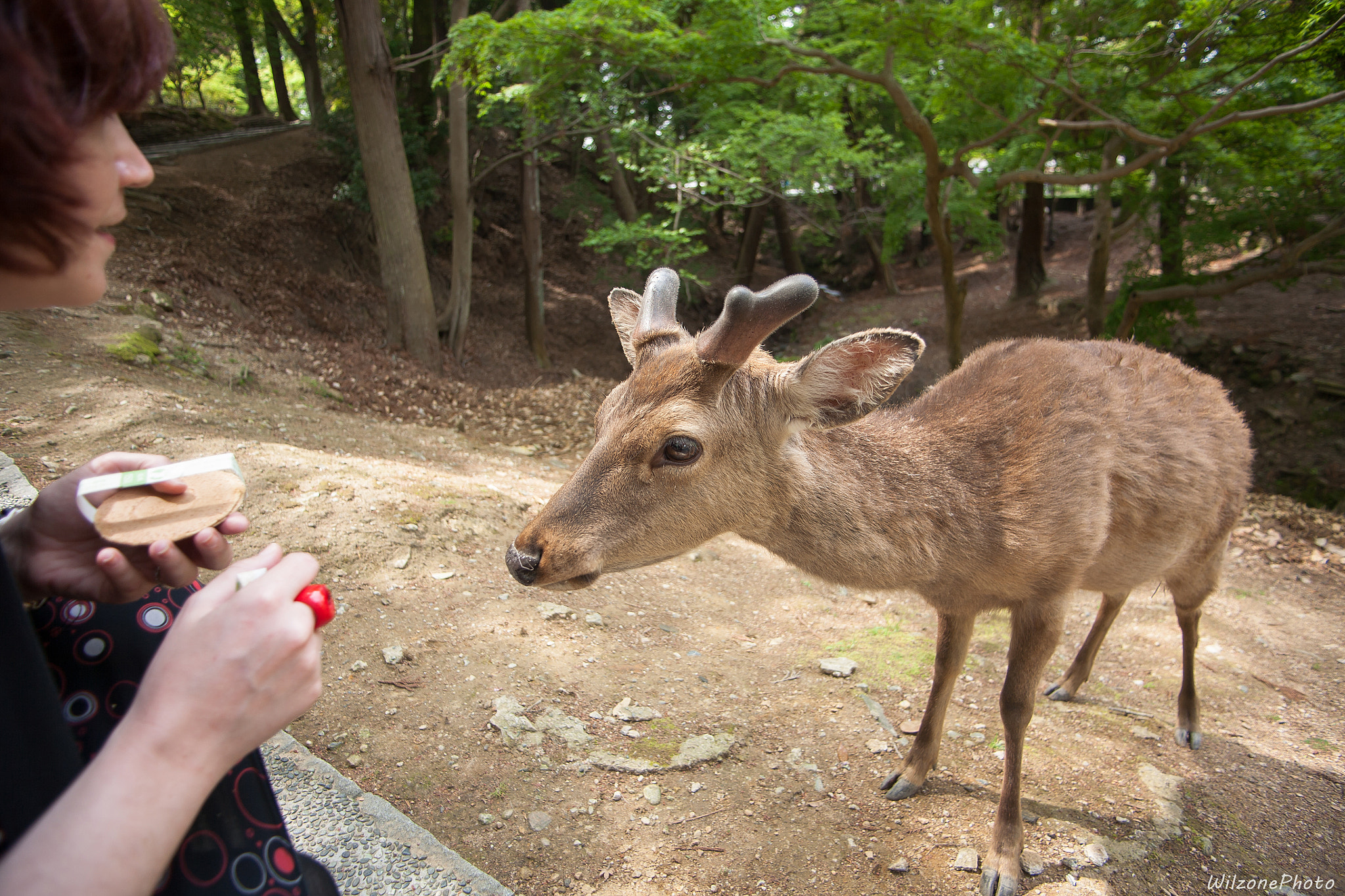 Tamron AF 19-35mm f/3.5-4.5 sample photo. Nara 154 photography