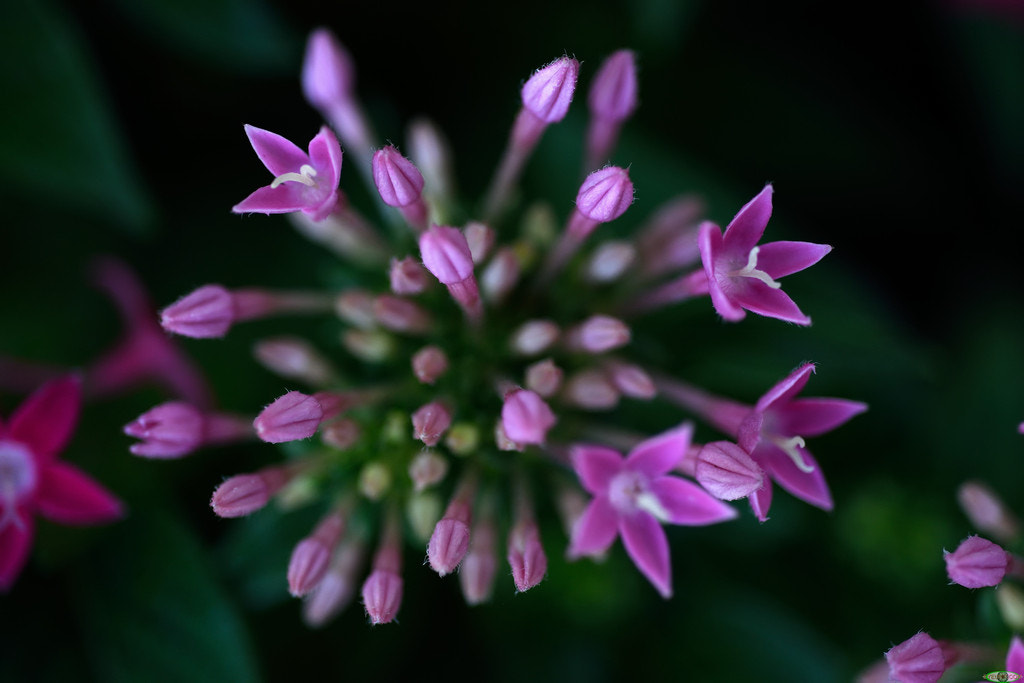 Nikon D810 + Nikon AF Micro-Nikkor 60mm F2.8D sample photo. Penta photography