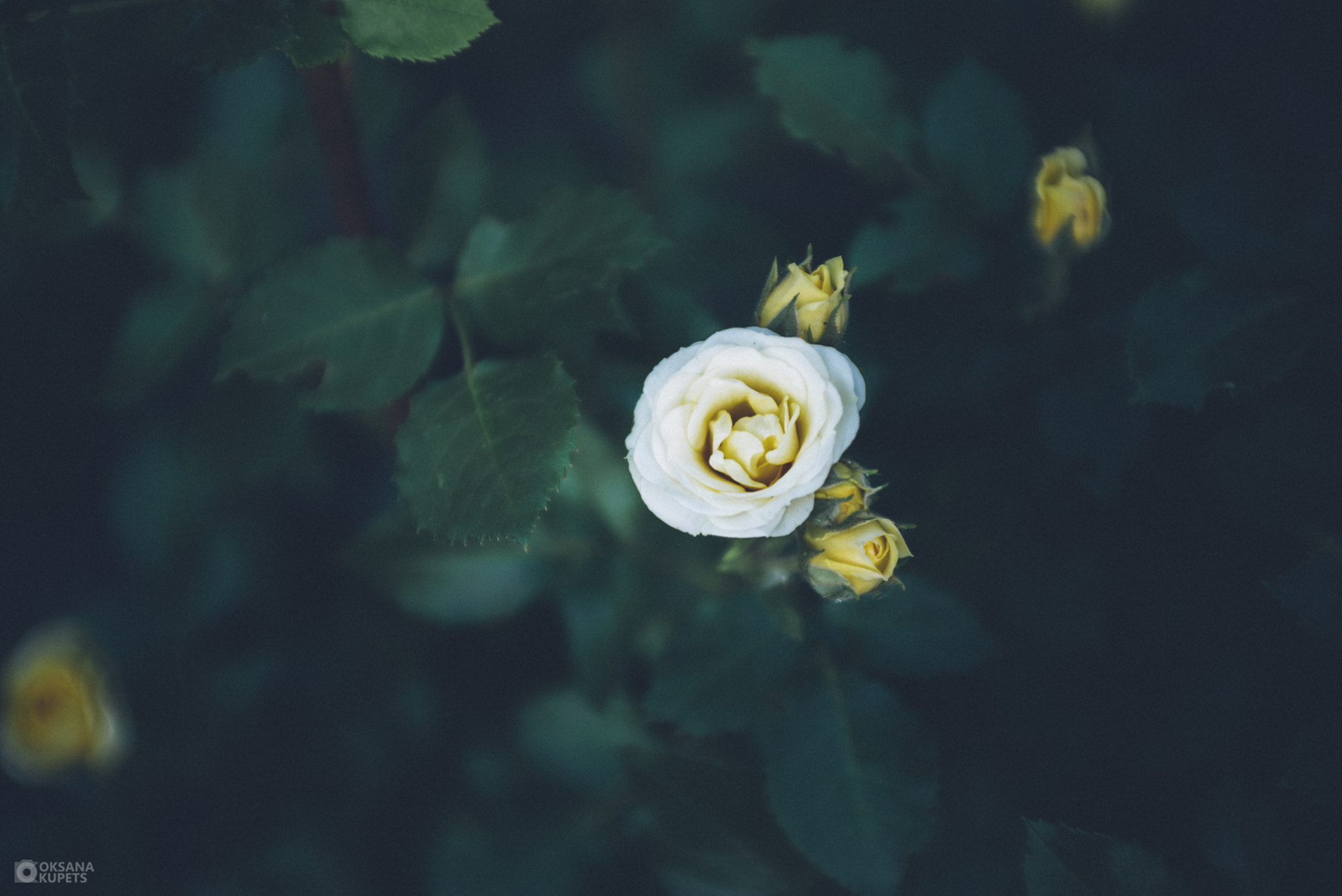Nikon D600 + AF Zoom-Nikkor 35-70mm f/2.8D sample photo. Rose.jpg photography