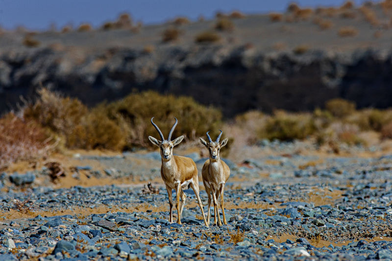 Canon EOS-1Ds Mark III + Canon EF 600mm f/4L IS sample photo. 戈壁精灵—鹅喉羚 photography