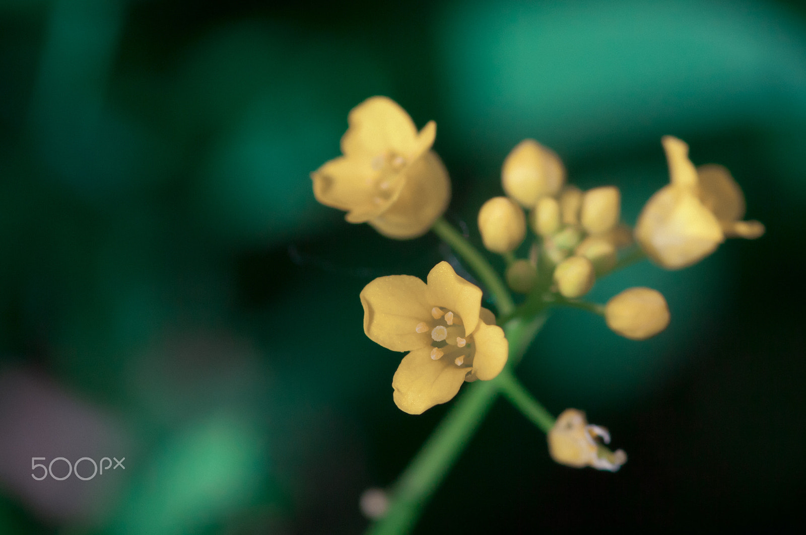 Pentax smc D-FA 100mm F2.8 macro sample photo. Tiny... photography