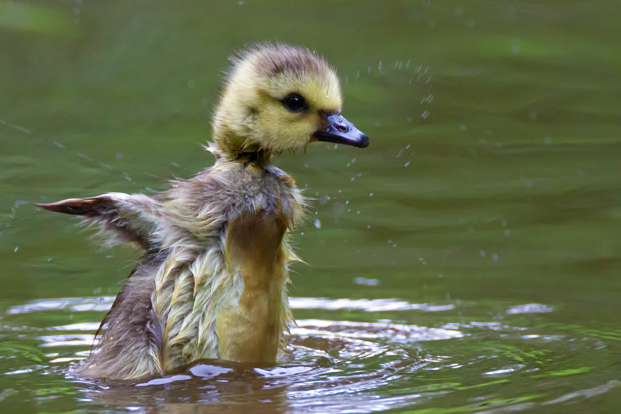 Canon EOS 7D + Canon EF 500mm F4L IS USM sample photo. Gosling standing photography