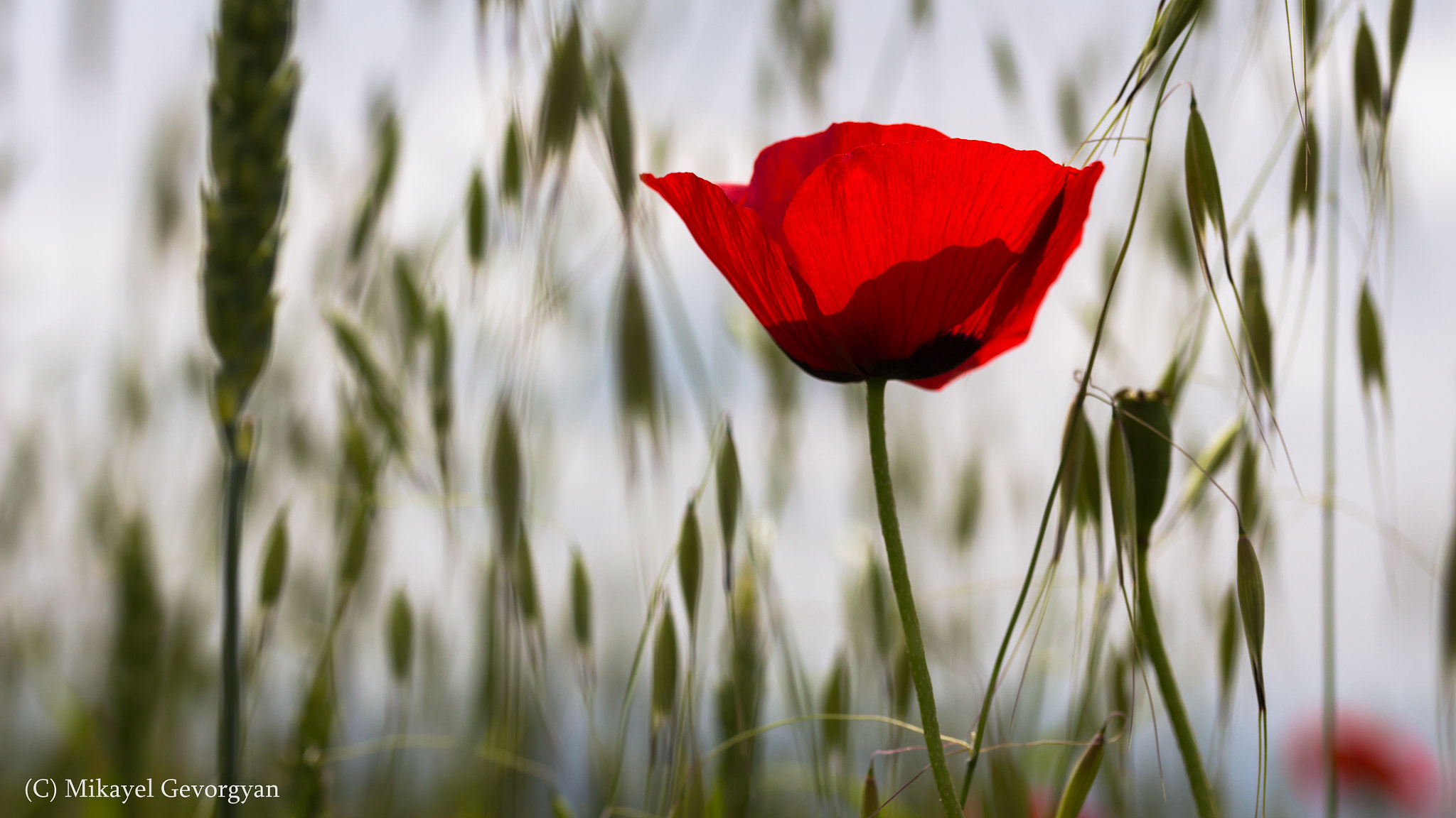 Canon EF-S 60mm F2.8 Macro USM sample photo. Alone photography